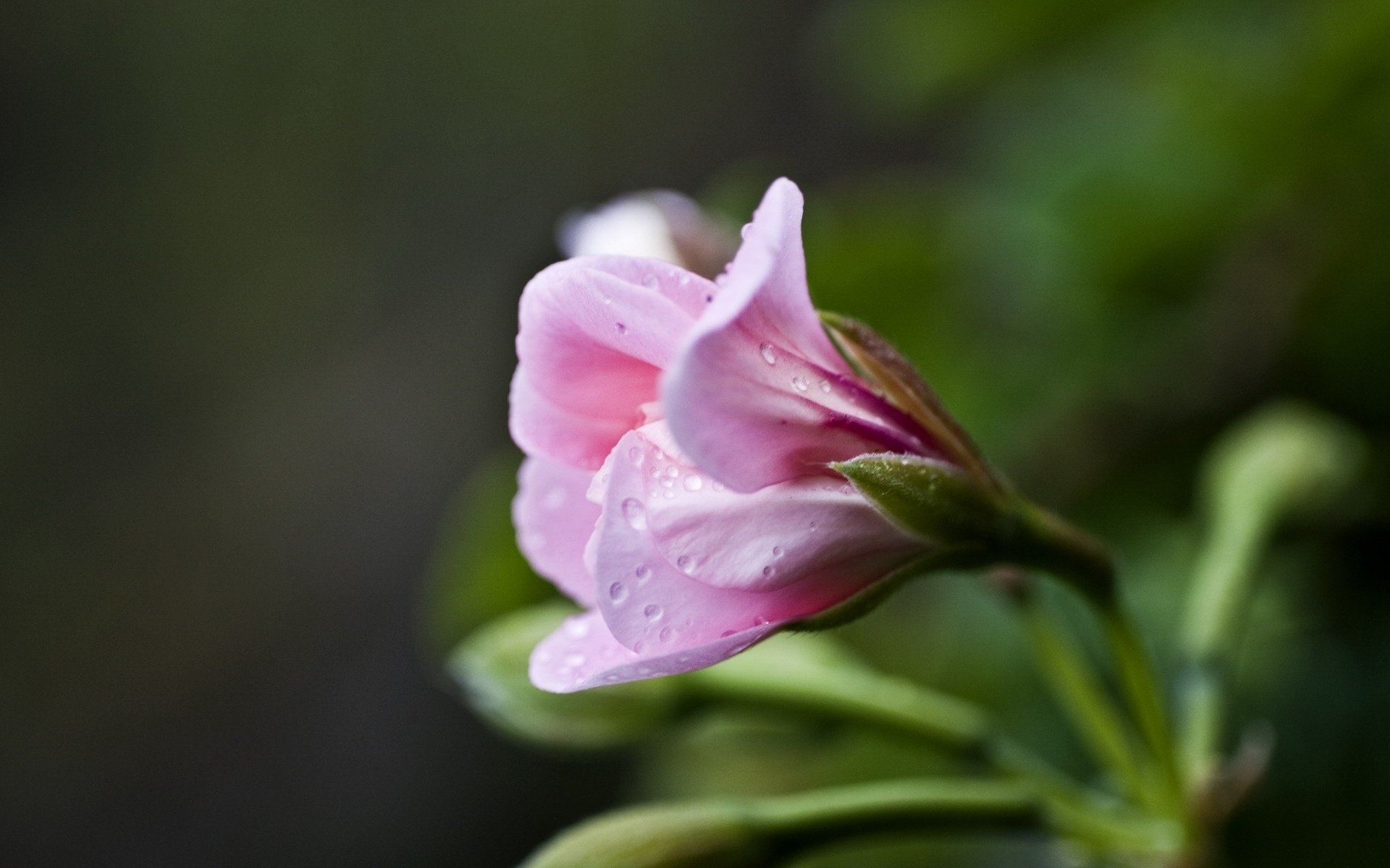 小清新,娇艳欲滴,花卉,儿童桌面专用