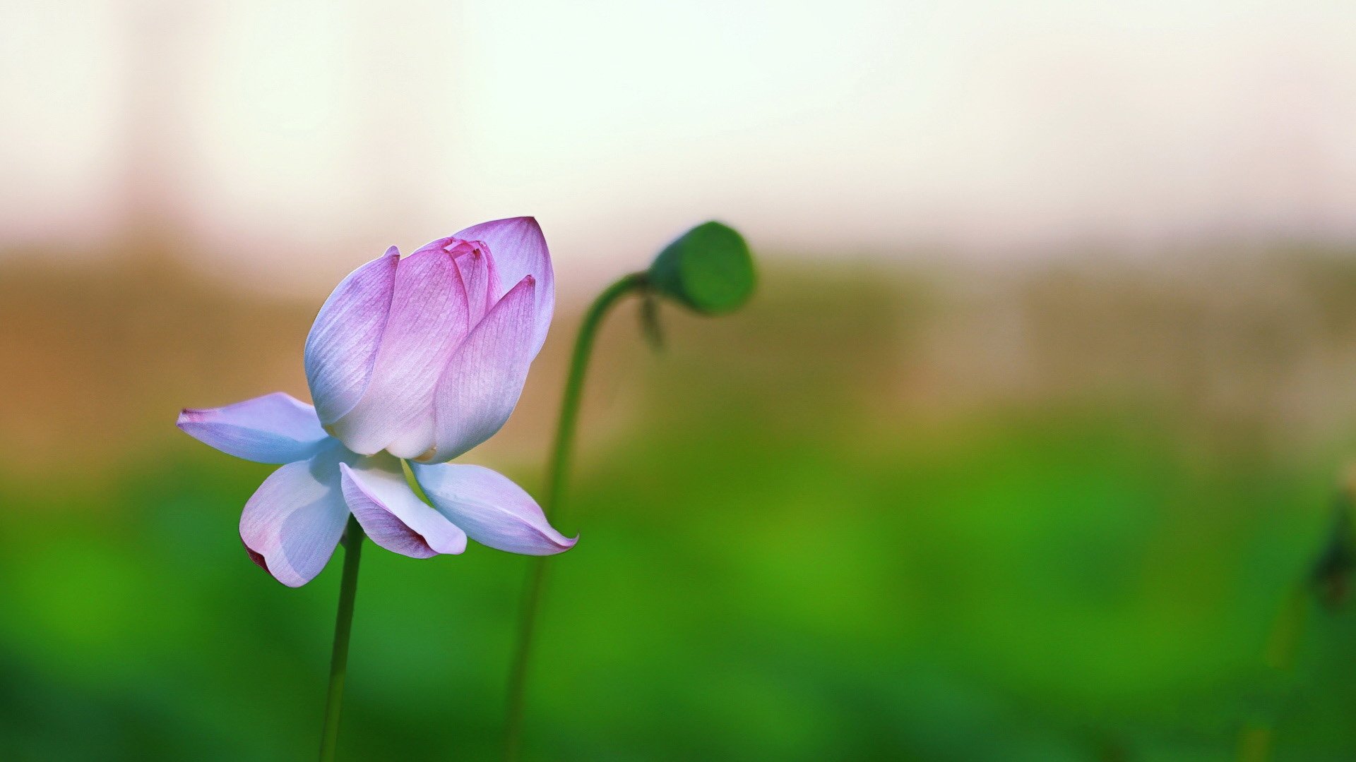 小清新,清新淡雅,荷花,儿童桌面专用
