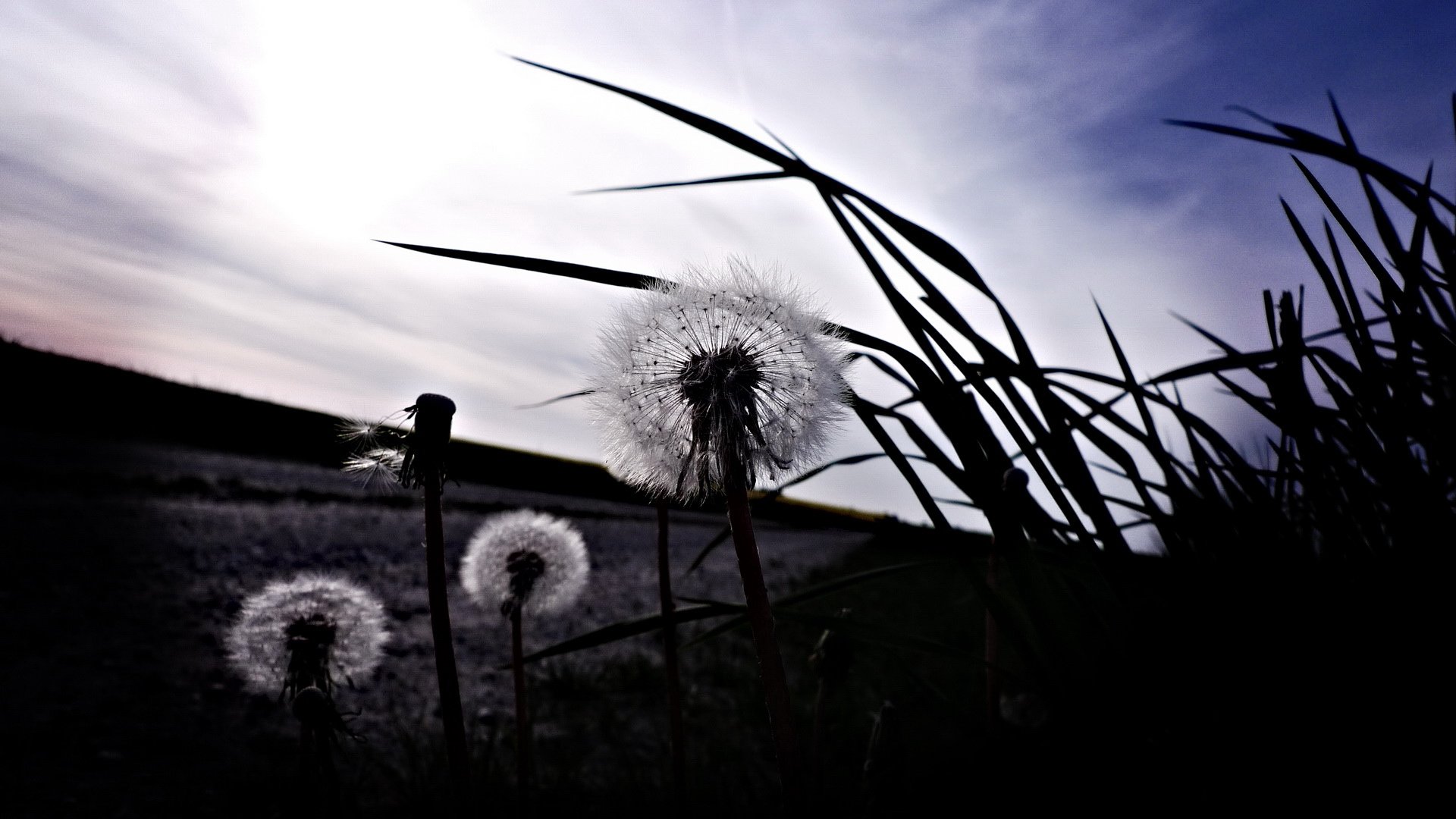 小清新,清新淡雅,蒲公英,3月5日,儿童桌面专用