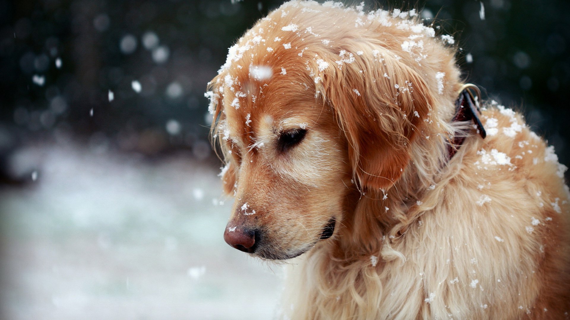 萌宠,汪星人,狗,卖萌,古灵精怪,宠物,儿童桌面专用
