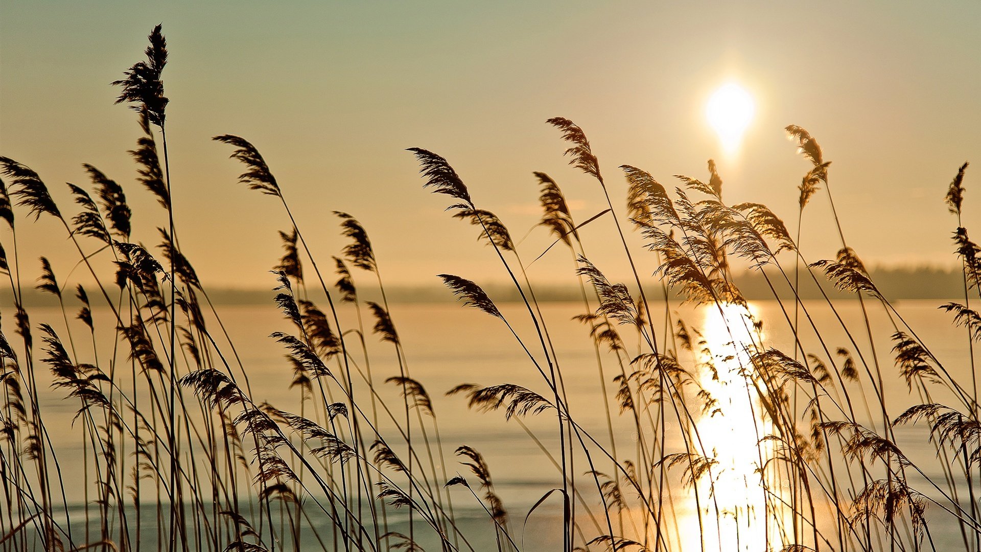 小清新,清新淡雅,芦苇,儿童桌面专用