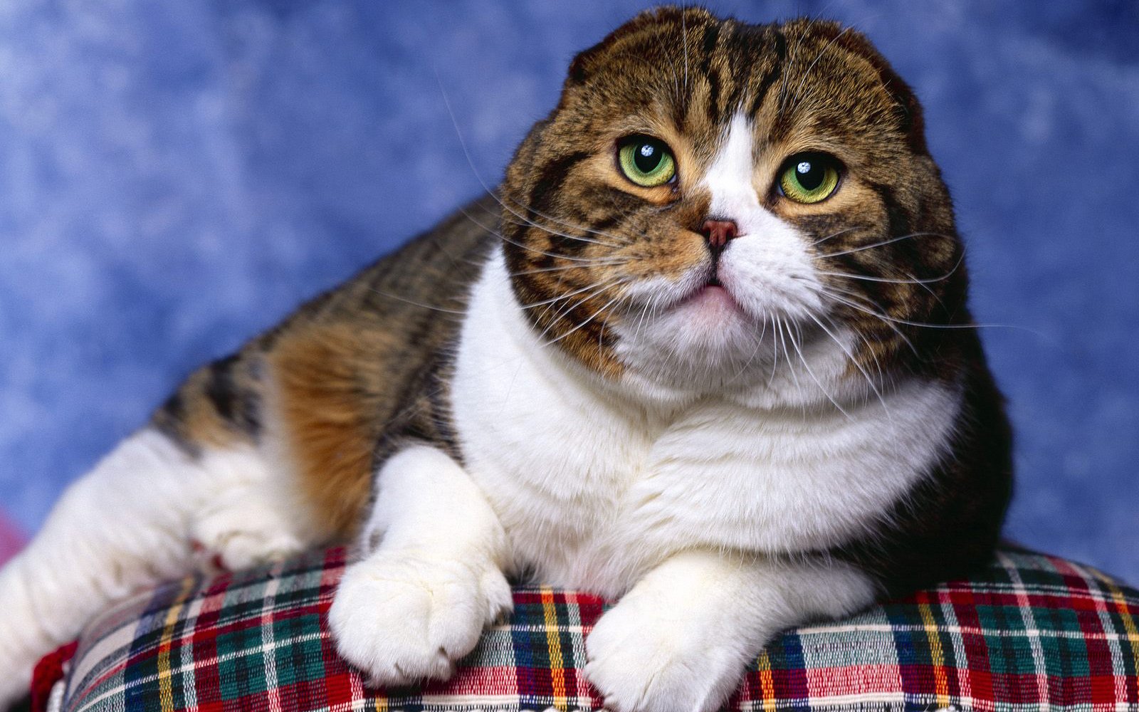 萌宠,喵星人,可爱,猫,古灵精怪,儿童桌面专用