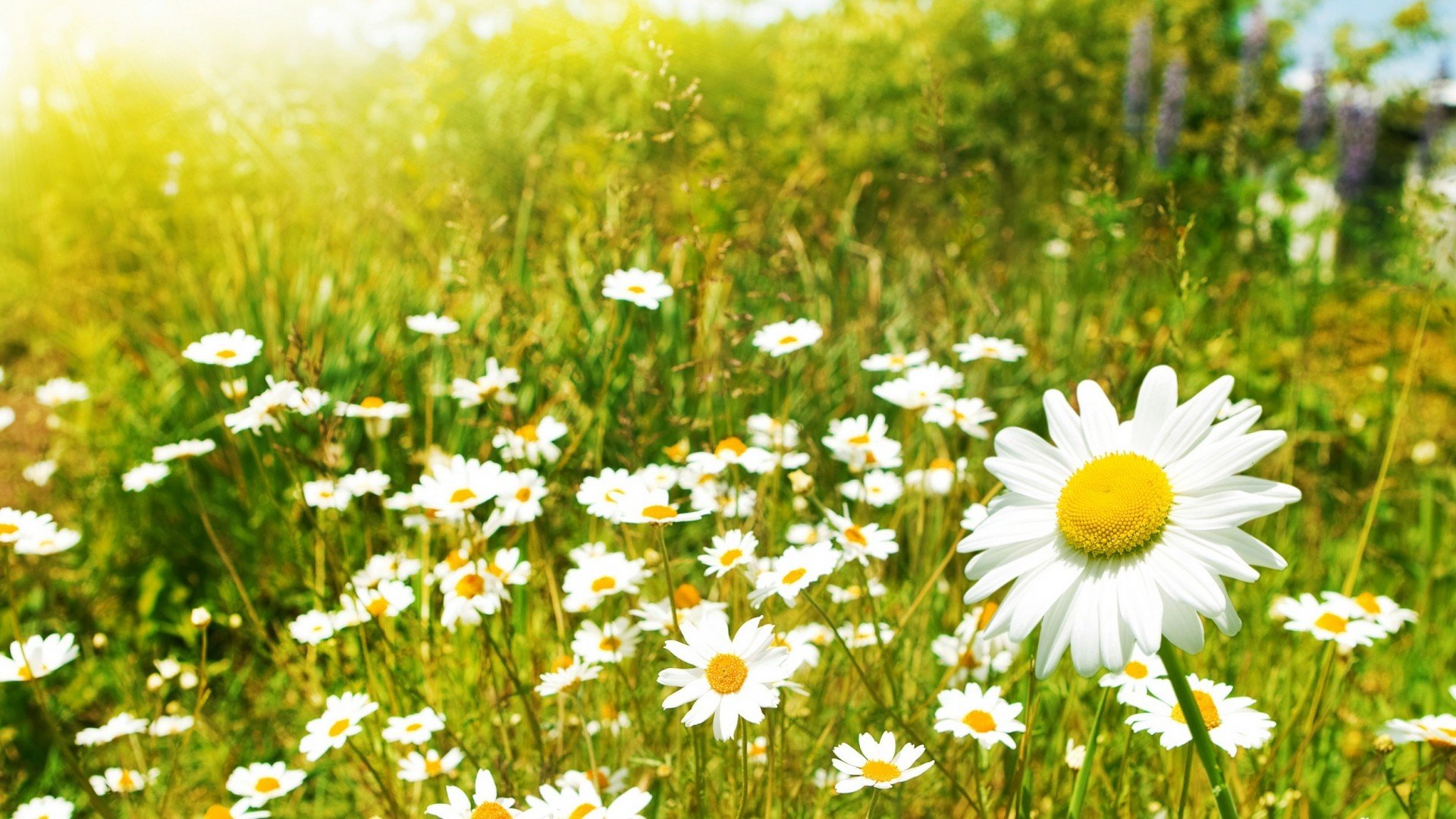 风景,春意盎然,儿童桌面专用