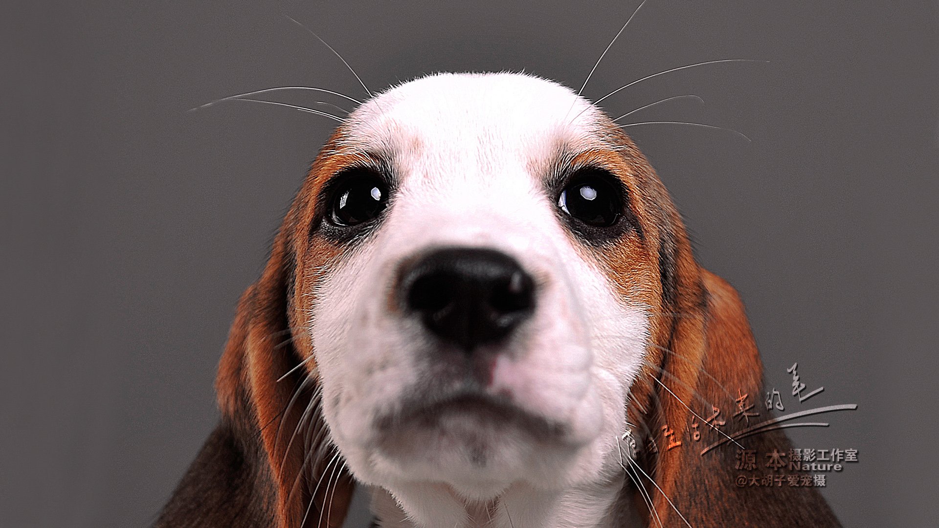 萌宠,汪星人,可爱,狗,源本摄影,古灵精怪,儿童桌面专用