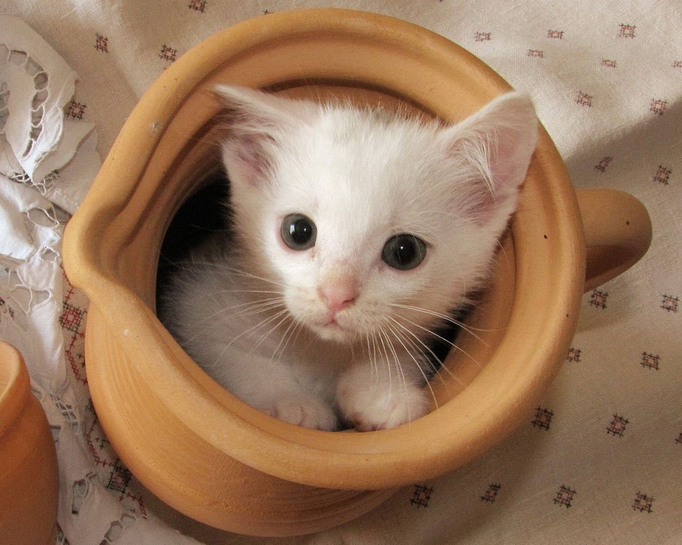 萌宠,喵星人,猫,可爱,卖萌,搞笑,宠物,儿童桌面专用