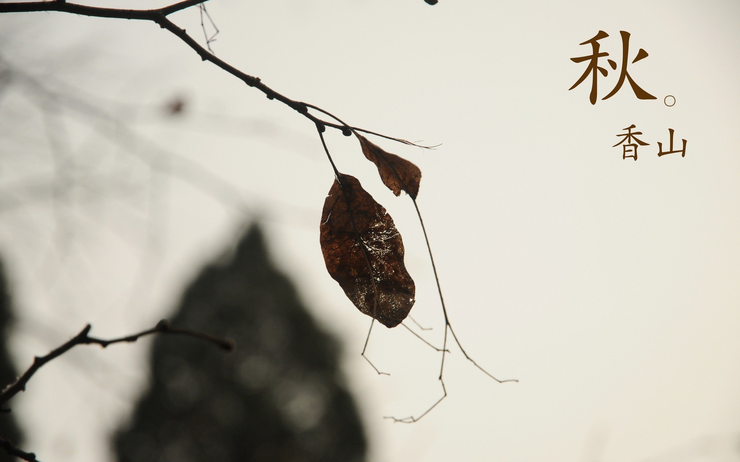 小清新,舒缓压力,树叶,香山的秋天,儿童桌面专用