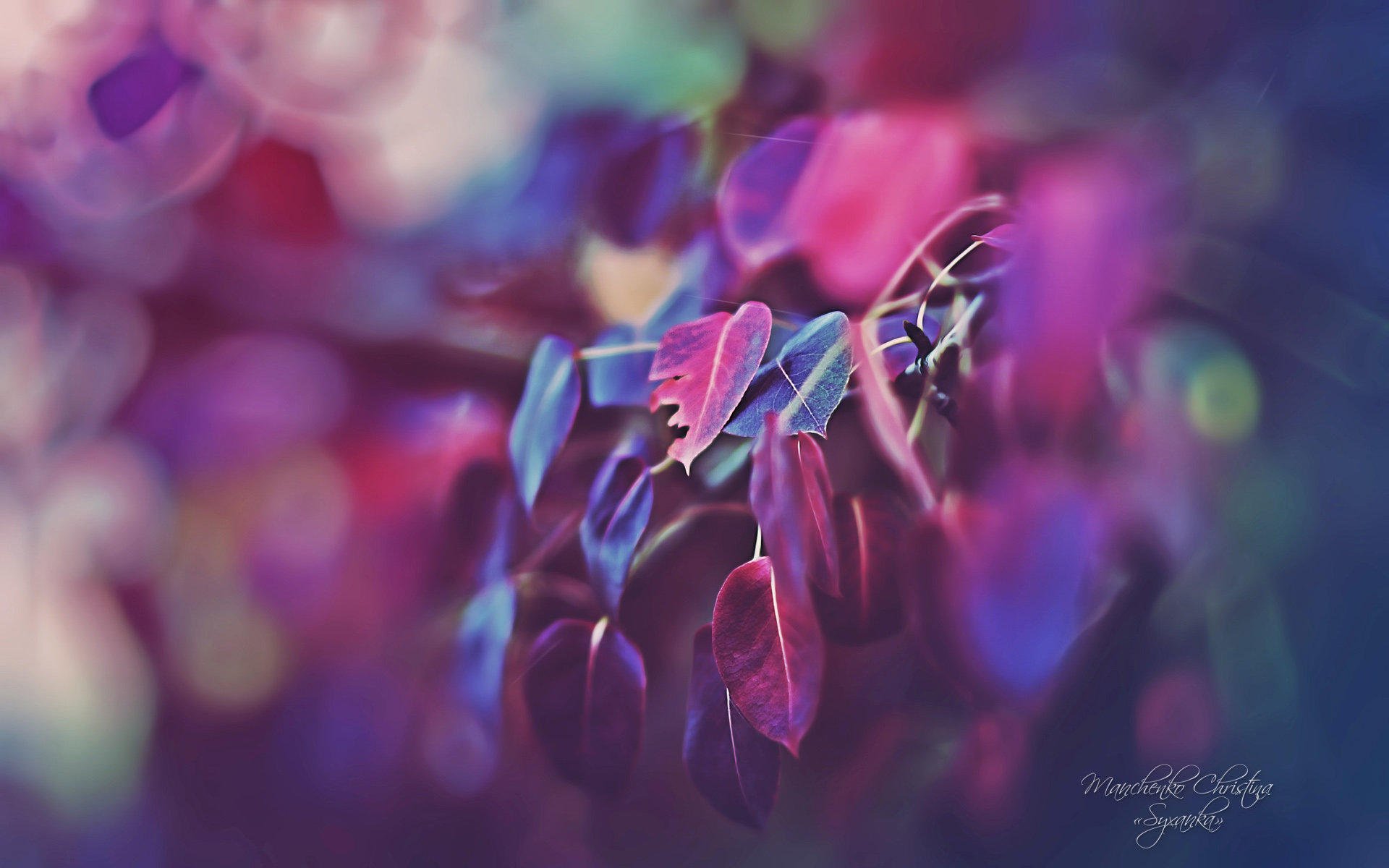 小清新,清新淡雅,树叶,3月6日,儿童桌面专用