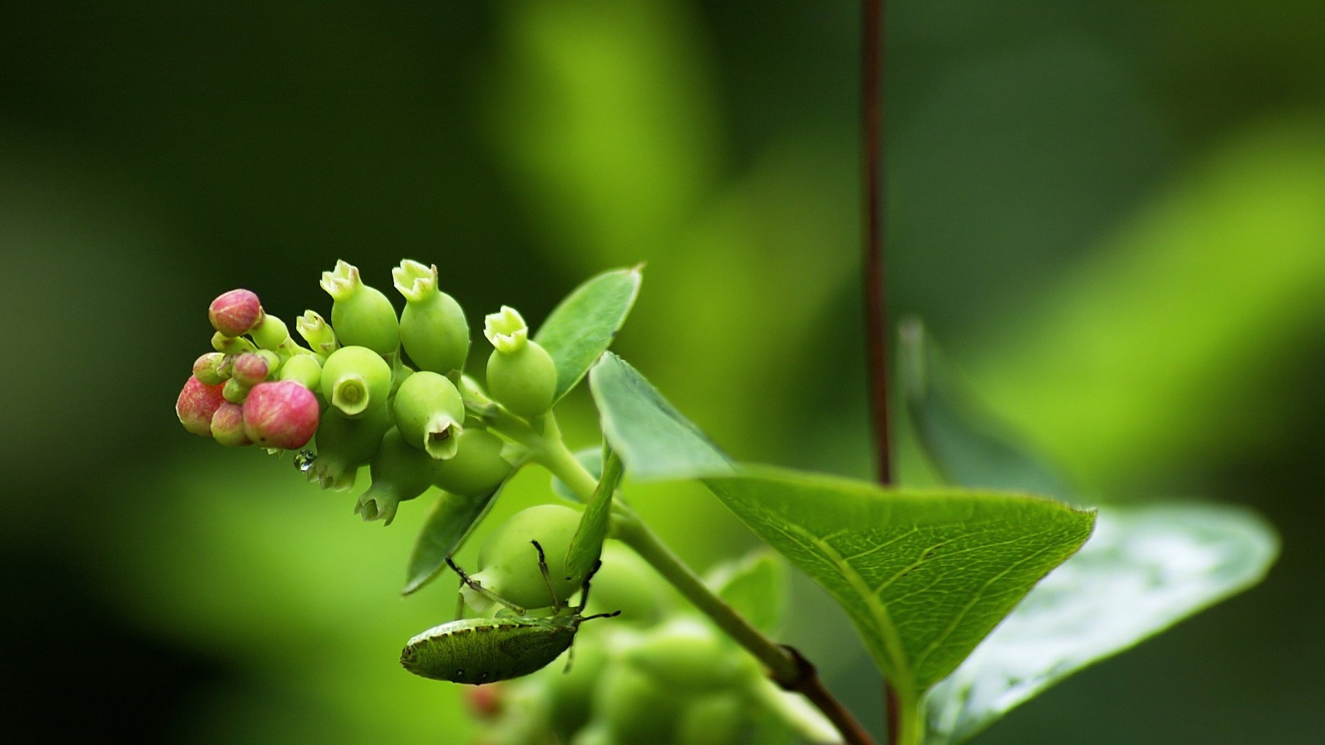 小清新,护眼壁纸,绿色,3月5日,儿童桌面专用