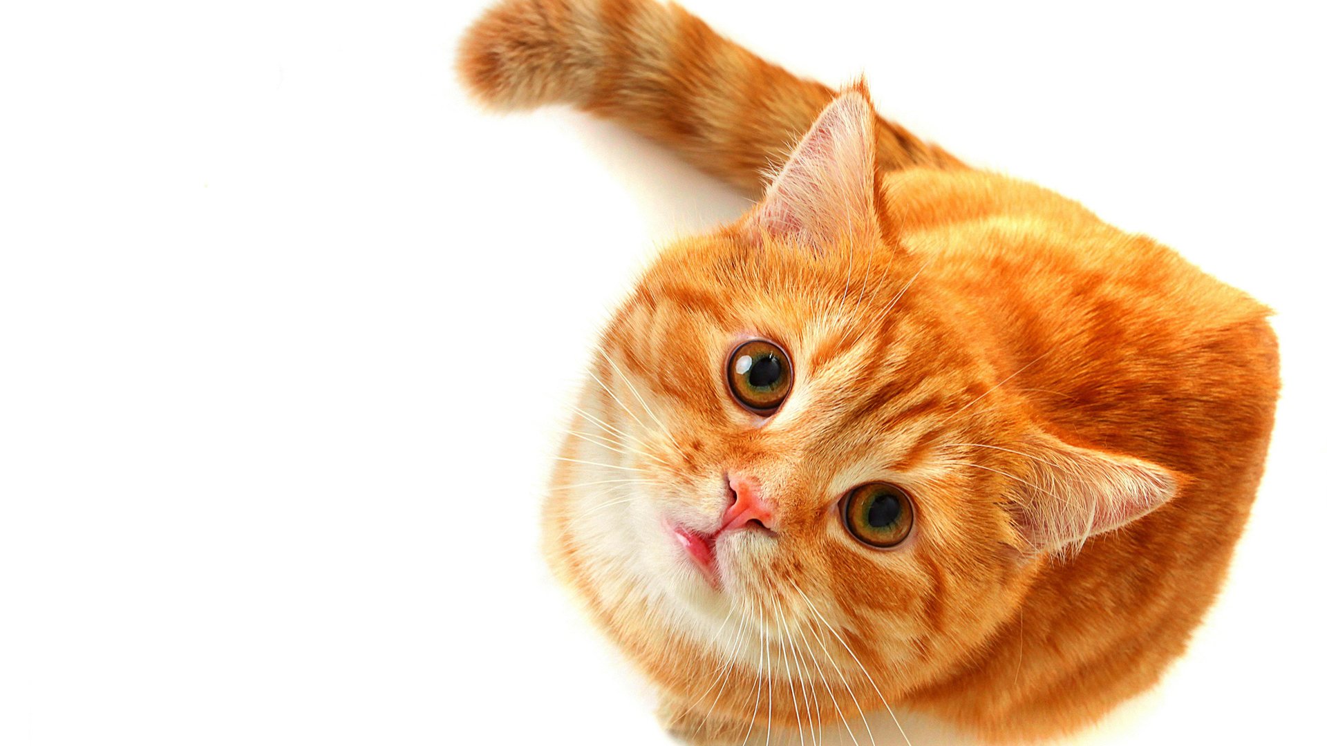 萌宠,喵星人,猫,卖萌,可爱,儿童桌面专用