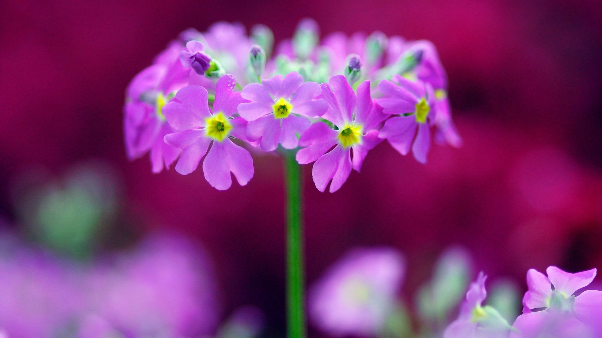 小清新,娇艳欲滴,花,儿童桌面专用