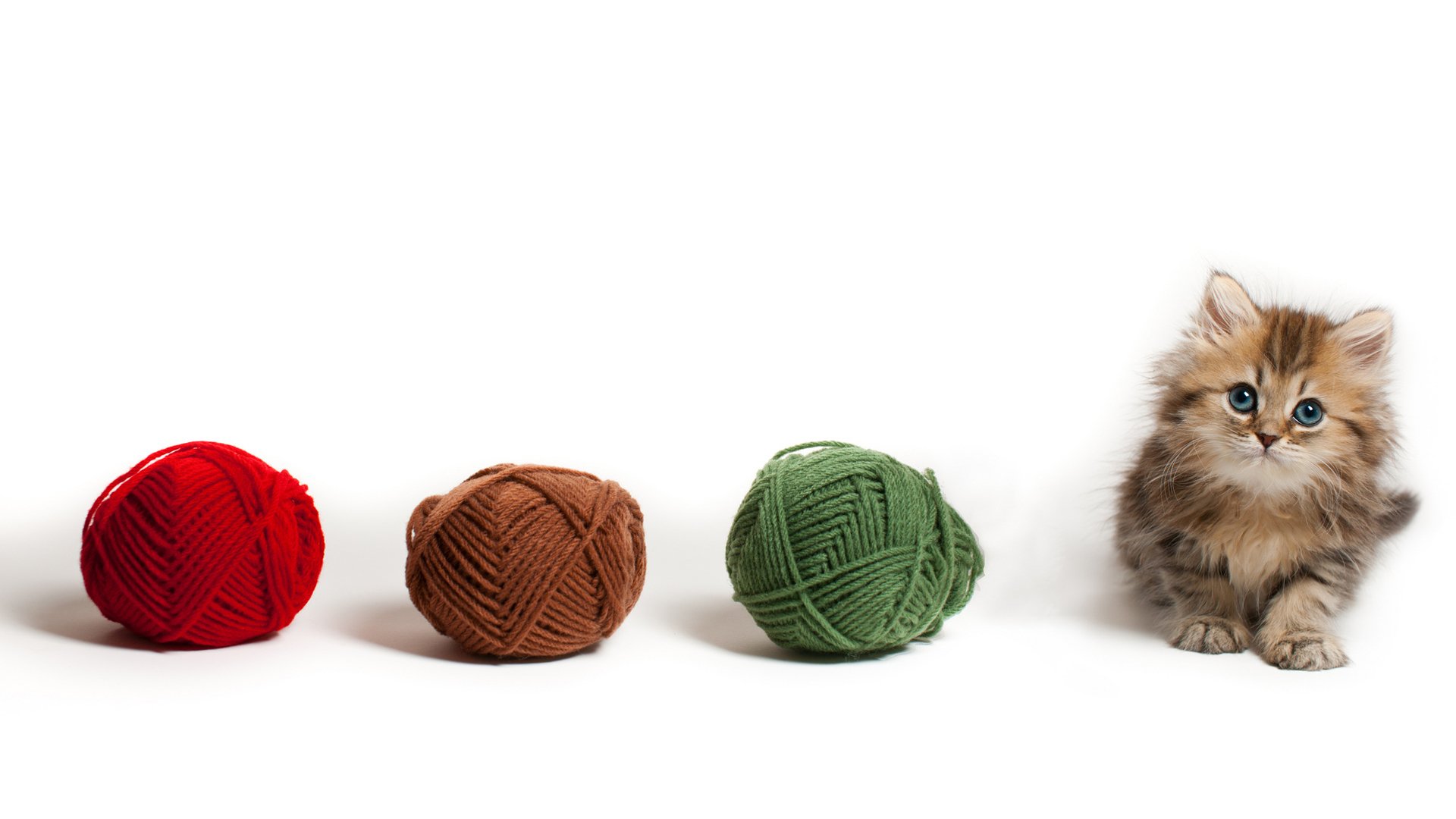 萌宠,喵星人,可爱,猫,古灵精怪,儿童桌面专用