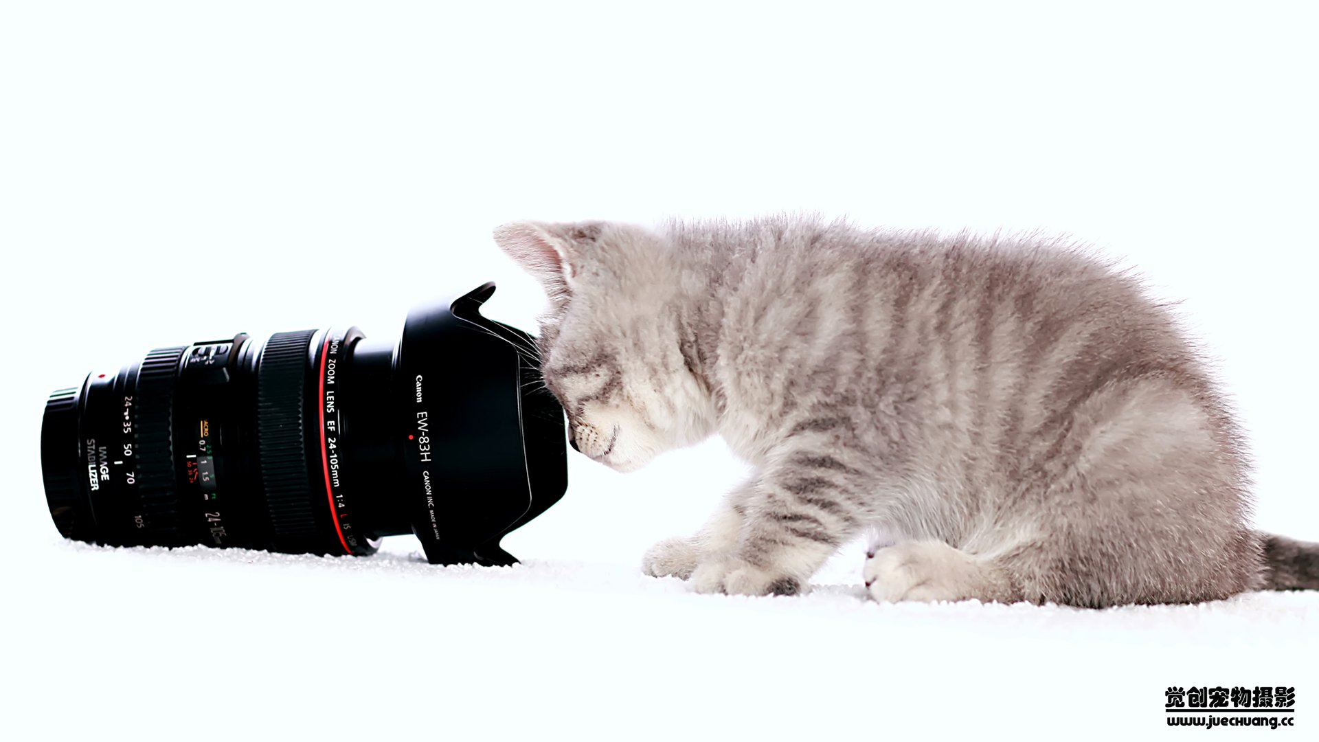 萌宠,喵星人,猫,卖萌,古灵精怪,觉创摄影,宠物,儿童桌面专用