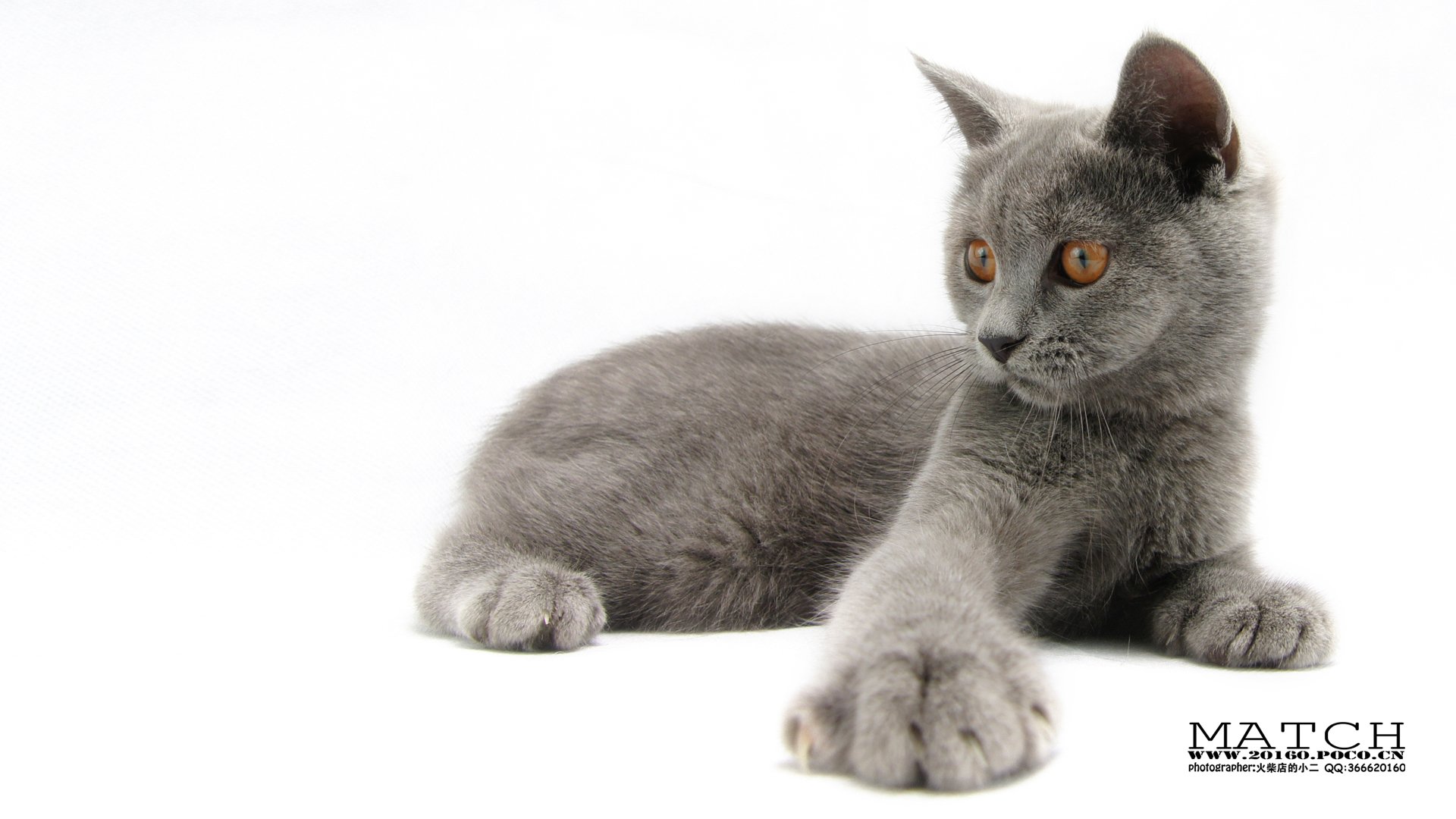 MATCH,萌宠,喵星人,猫,可爱,卖萌,古灵精怪,火柴摄影,火柴宠摄,儿童桌面专用