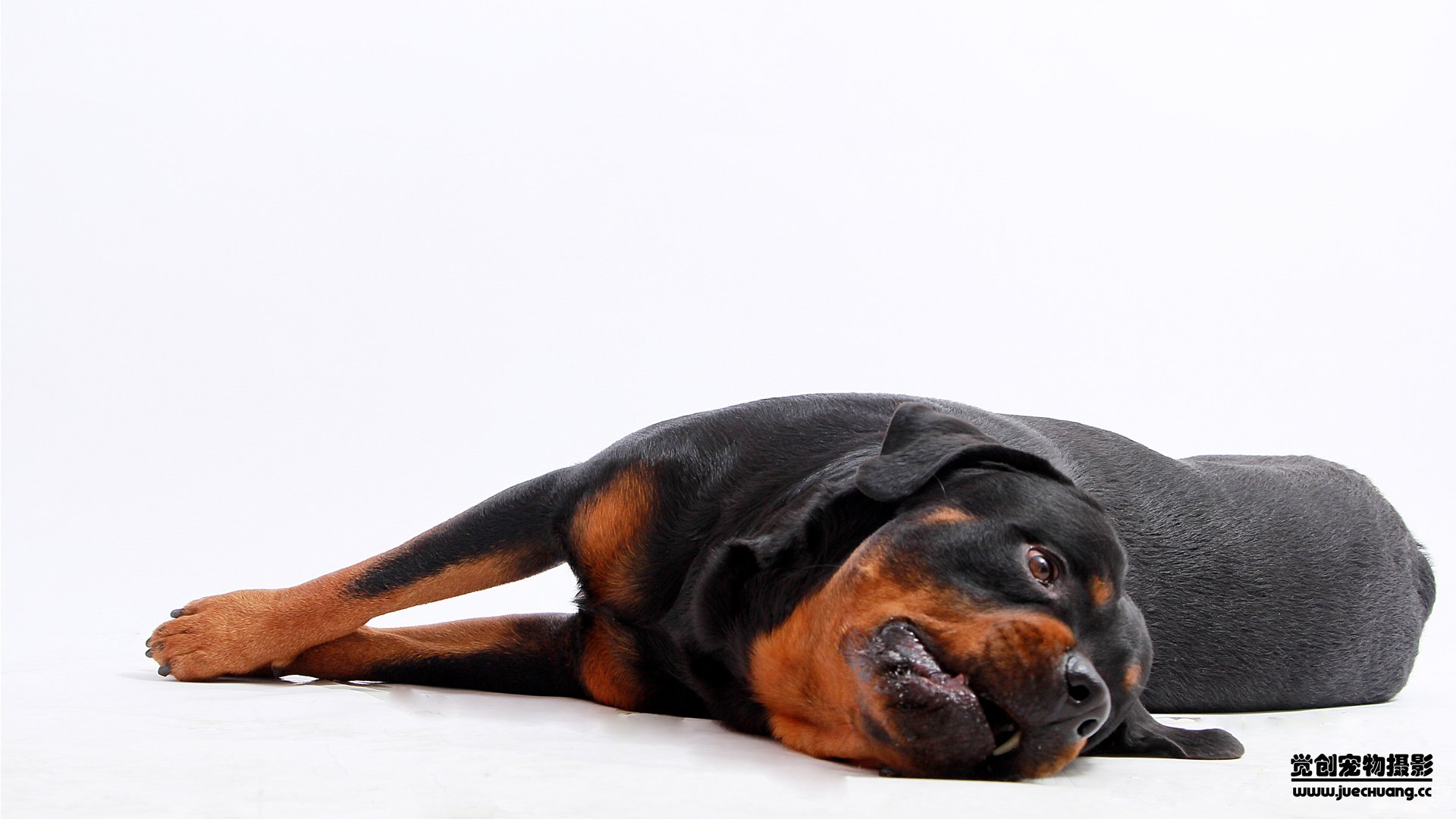 萌宠,汪星人,狗,卖萌,古灵精怪,觉创摄影,宠物,儿童桌面专用