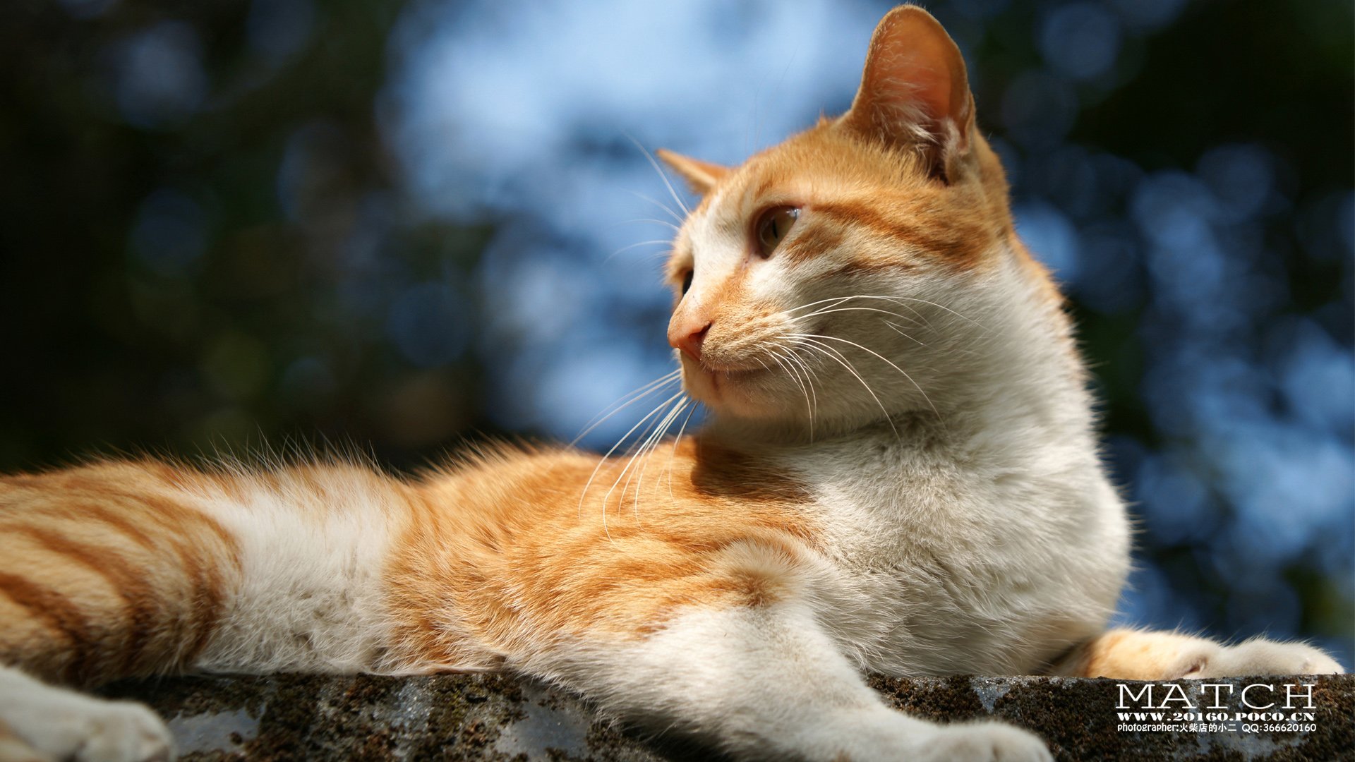 MATCH,萌宠,喵星人,猫,可爱,卖萌,古灵精怪,火柴摄影,火柴宠摄,儿童桌面专用