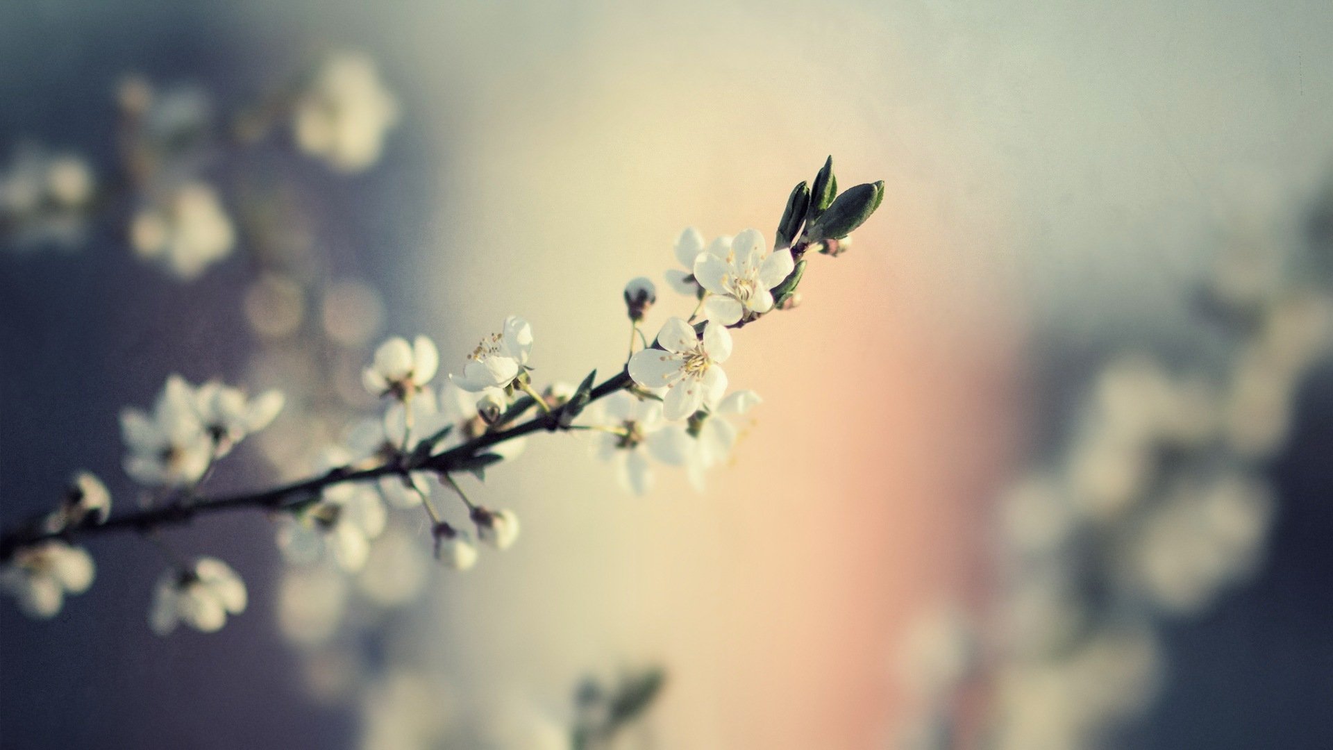 小清新,鸟语花香,花卉,3月7日,儿童桌面专用