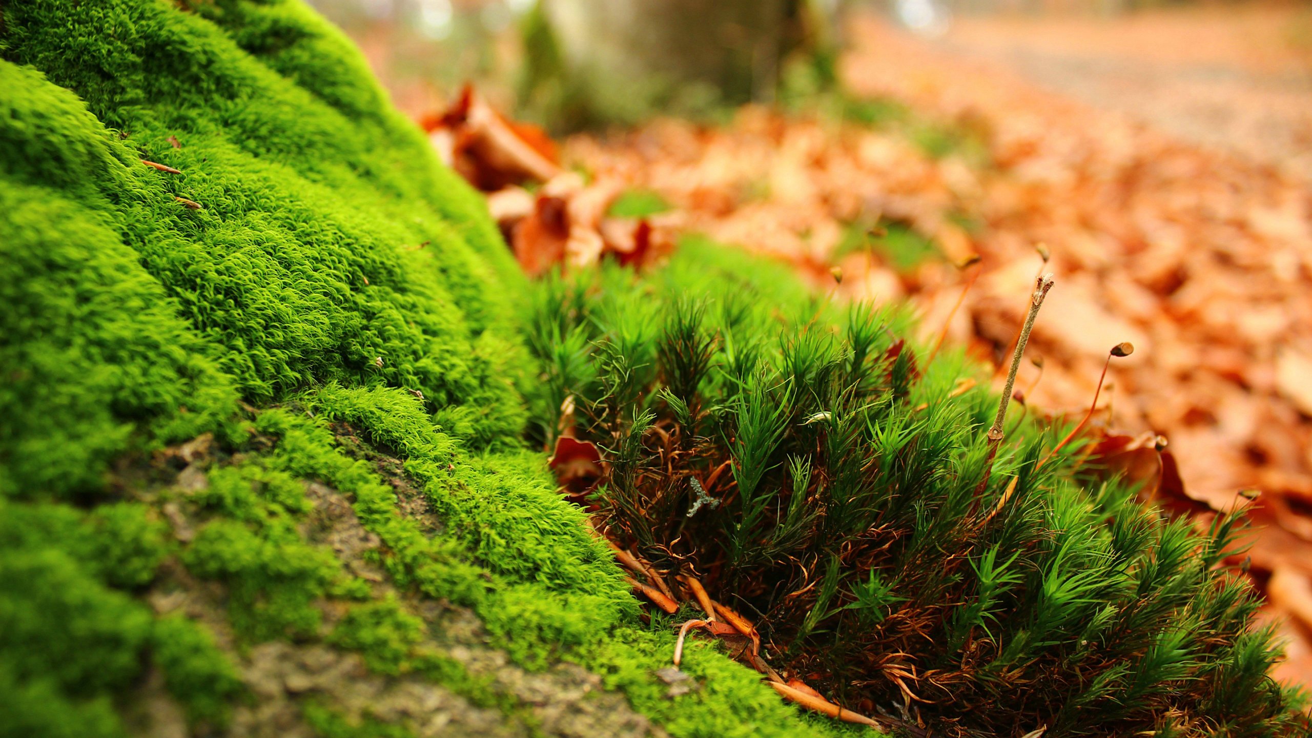 小清新,护眼壁纸,儿童桌面专用