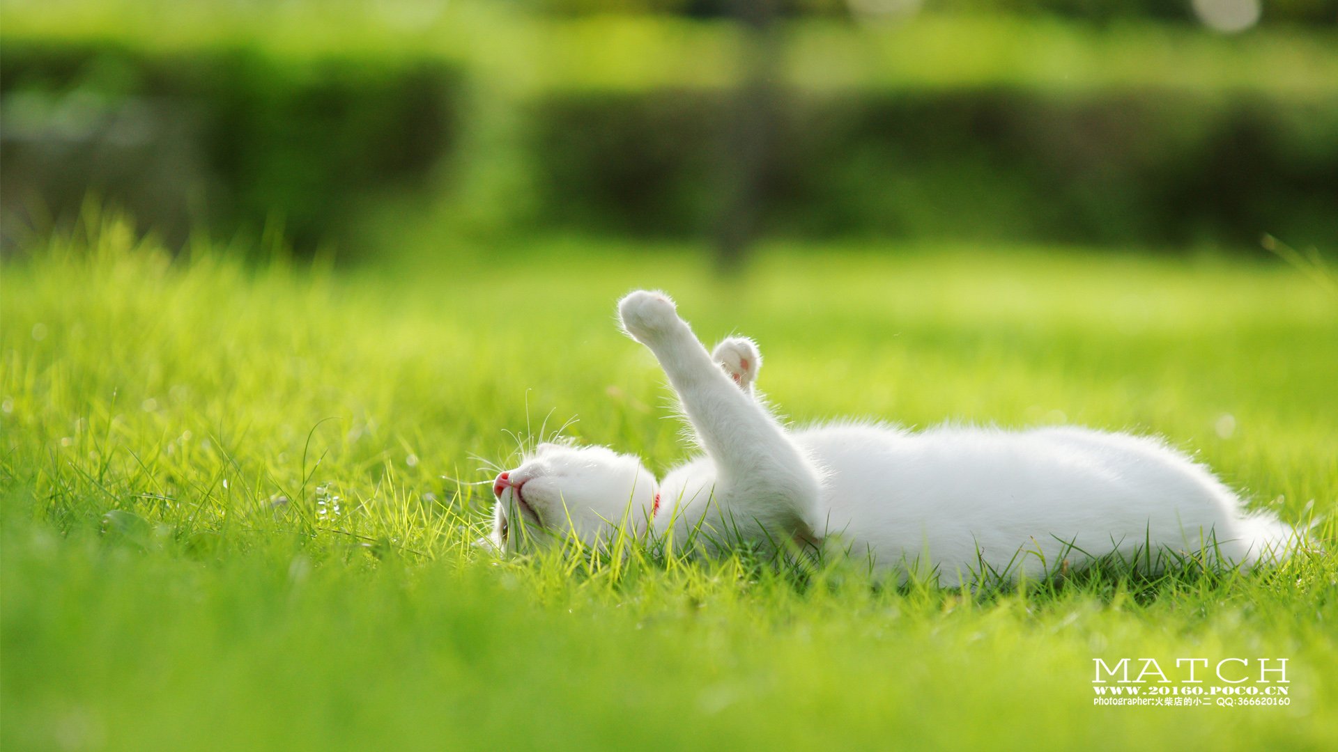 MATCH,萌宠,喵星人,猫,可爱,卖萌,古灵精怪,火柴摄影,火柴宠摄,儿童桌面专用