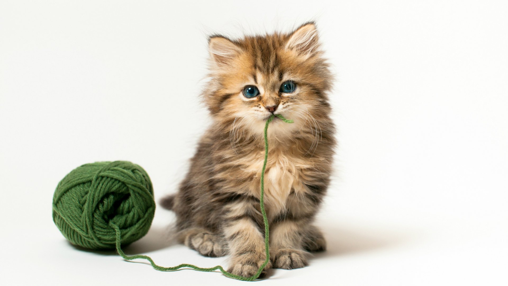 萌宠,喵星人,可爱,猫,古灵精怪,儿童桌面专用