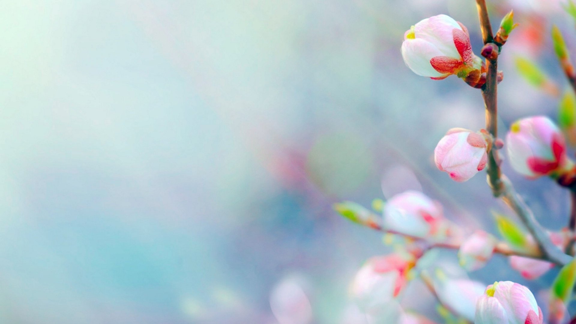 小清新,娇艳欲滴,花,清新淡雅,儿童桌面专用