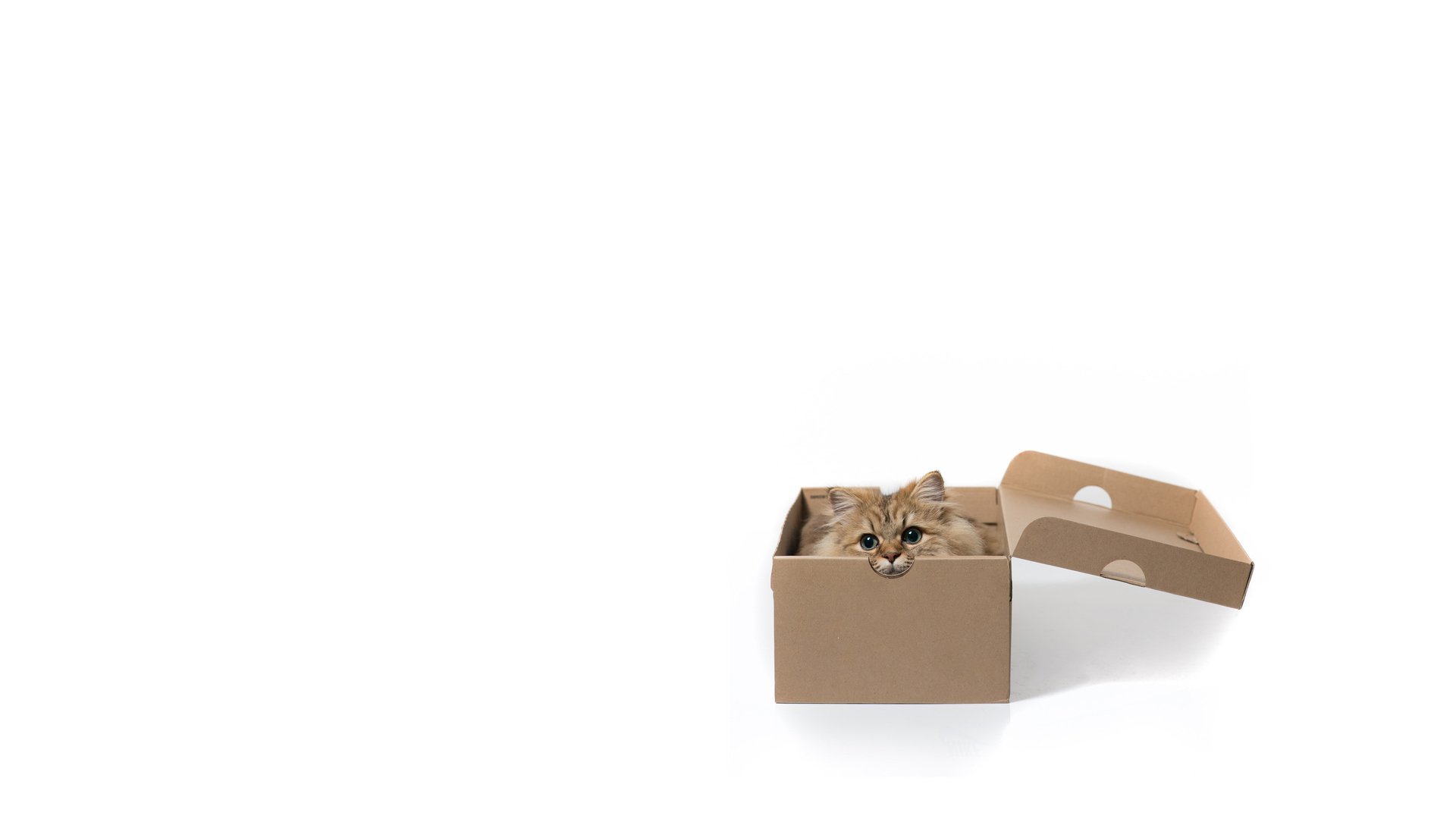 萌宠,喵星人,可爱,猫,古灵精怪,儿童桌面专用