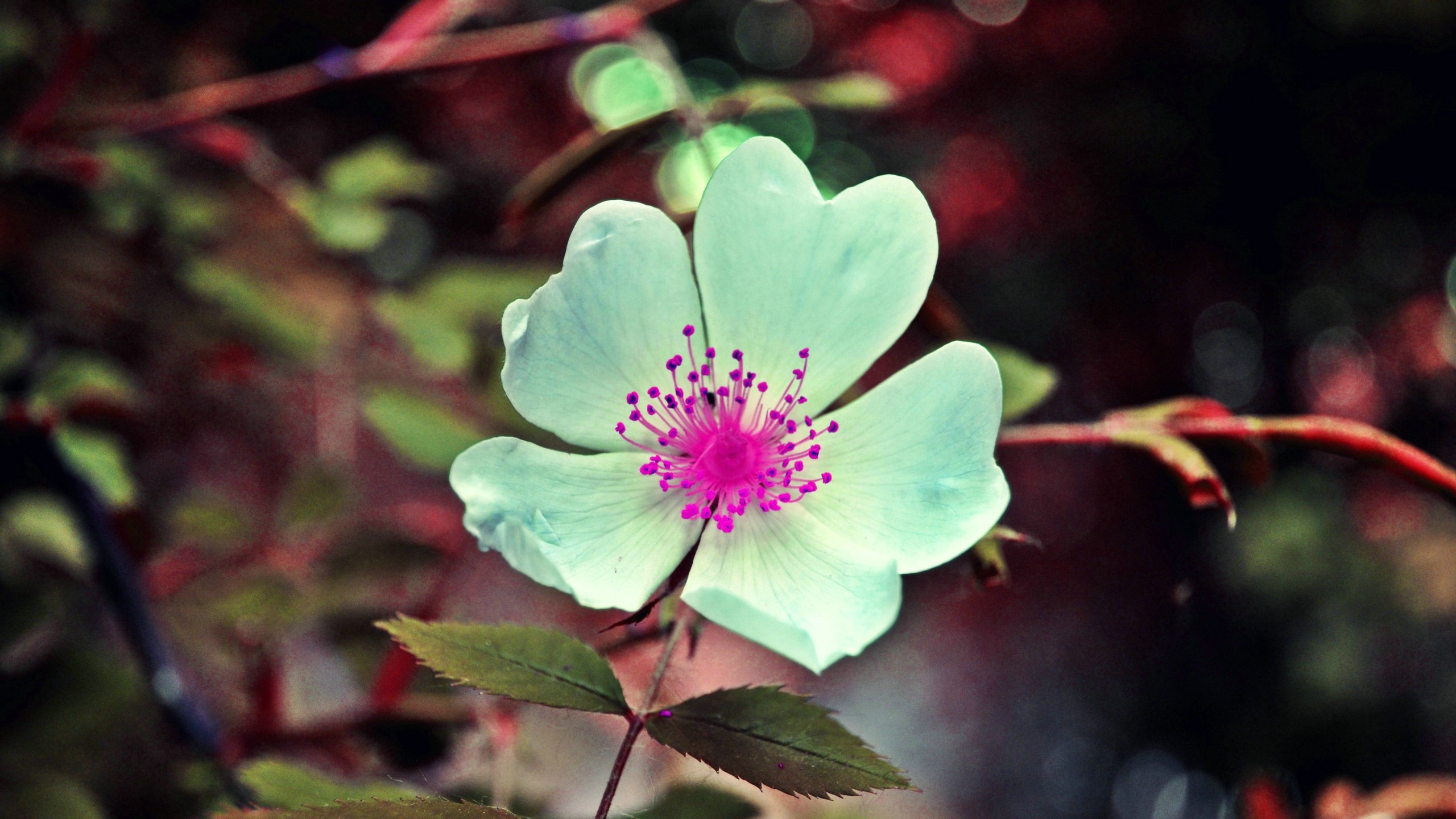 小清新,舒缓压力,儿童桌面专用