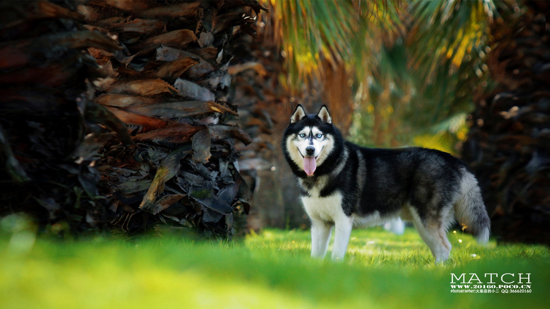 MATCH,萌宠,汪星人,狗,可爱,卖萌,古灵精怪,火柴摄影,火柴宠摄,儿童桌面专用