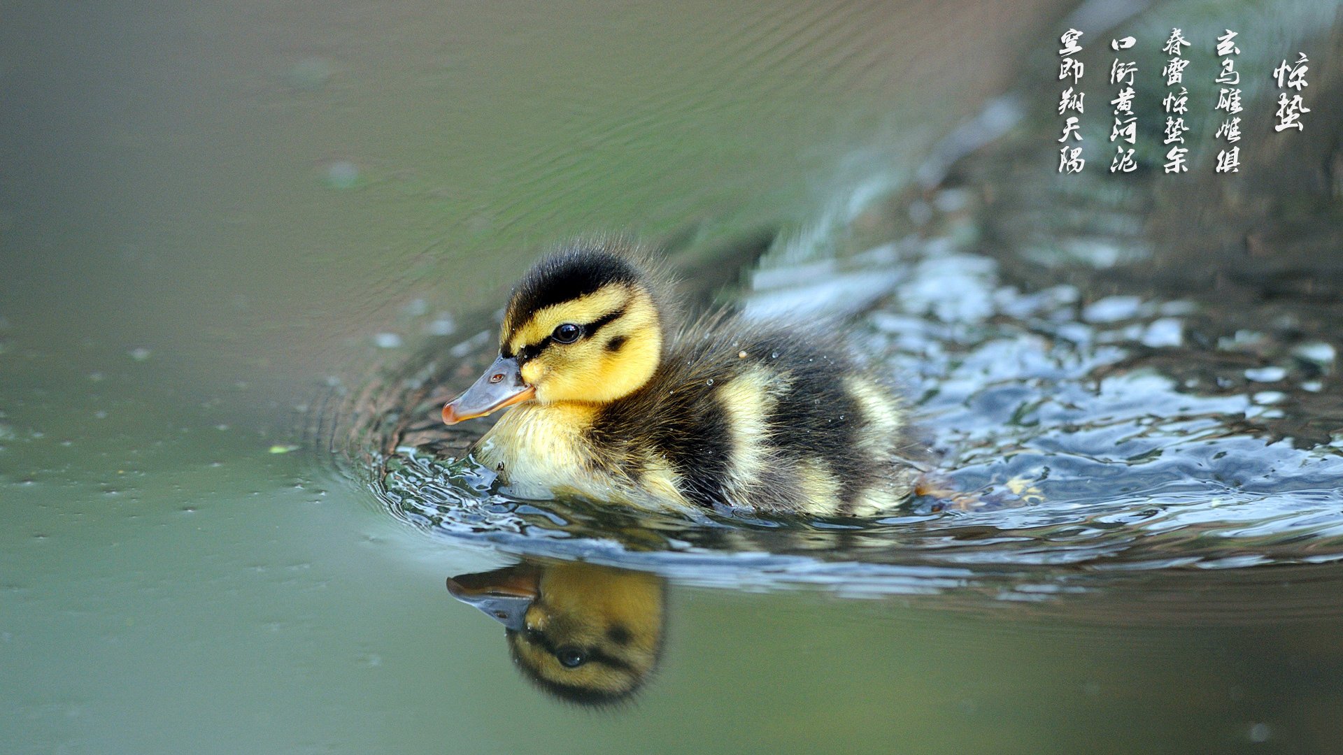 节日,节气,惊蛰,小鸭,儿童桌面专用