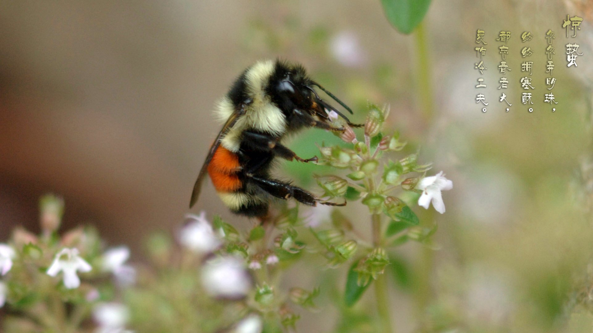 节日,节气,惊蛰,蜜蜂,儿童桌面专用