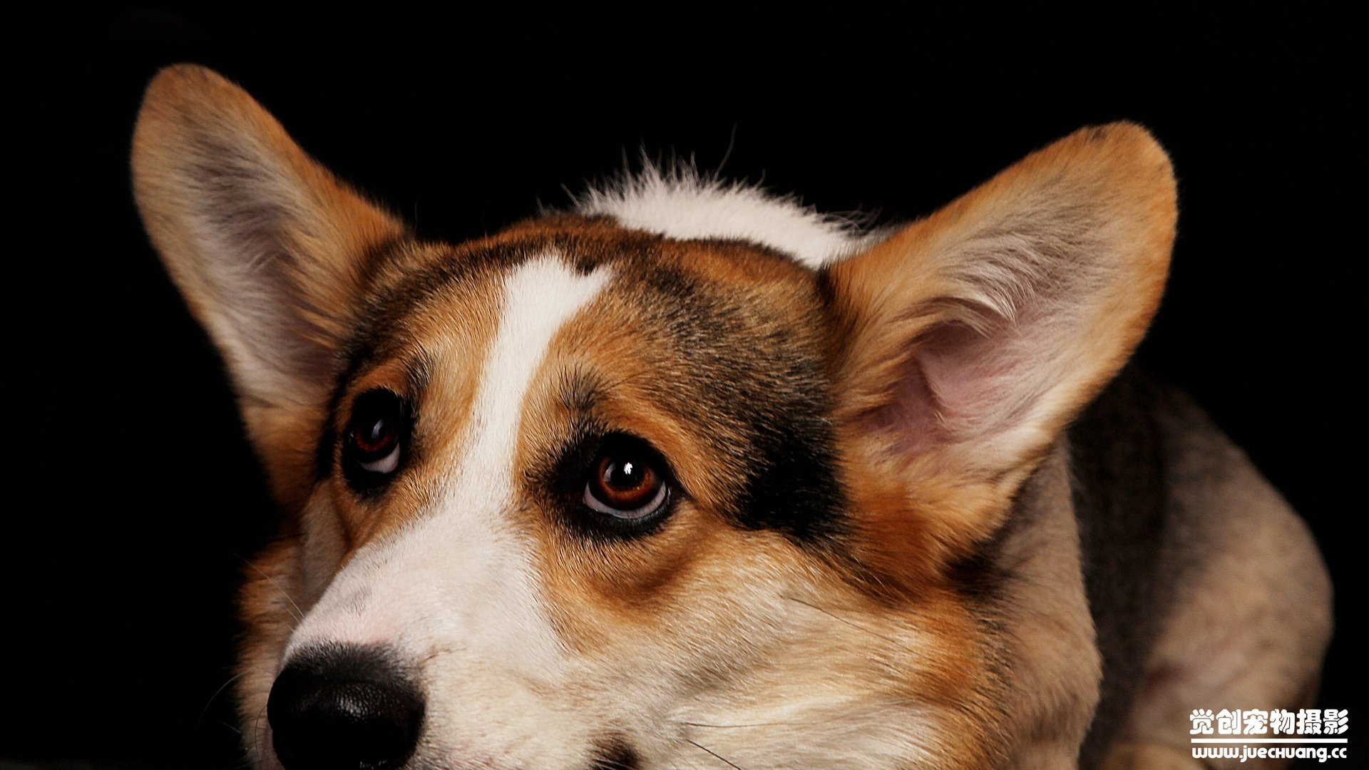 萌宠,汪星人,狗,卖萌,古灵精怪,可爱,觉创摄影,觉创宠物摄影,宠物,儿童桌面专用