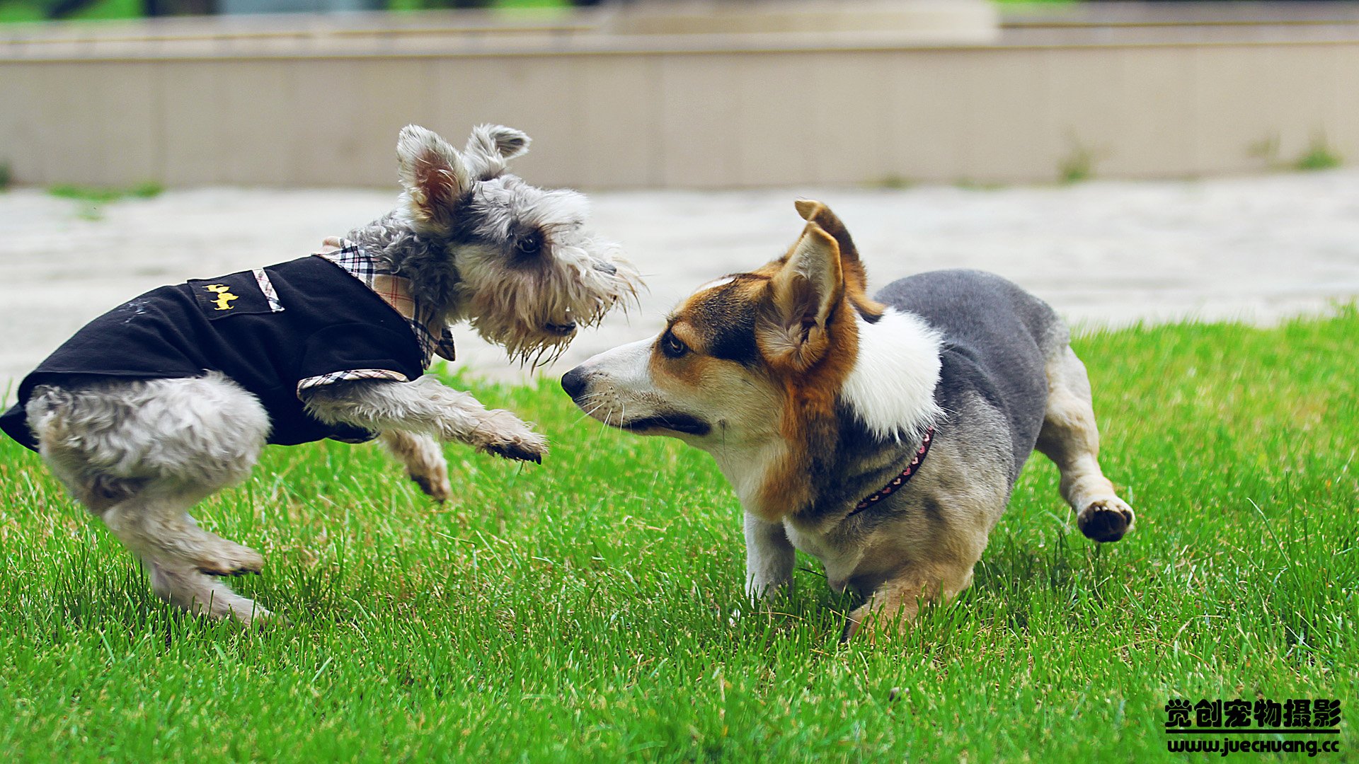 萌宠,汪星人,狗,卖萌,古灵精怪,觉创摄影,宠物,儿童桌面专用