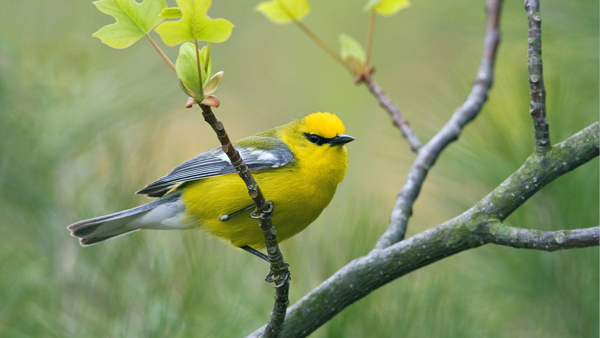 小鸟天堂,鸟,儿童桌面专用