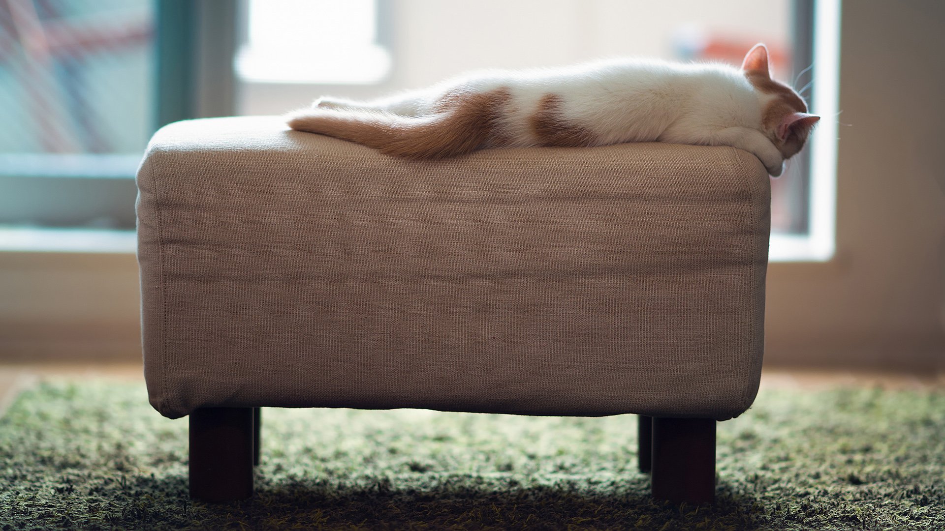 萌宠,喵星人,可爱,猫,古灵精怪,儿童桌面专用