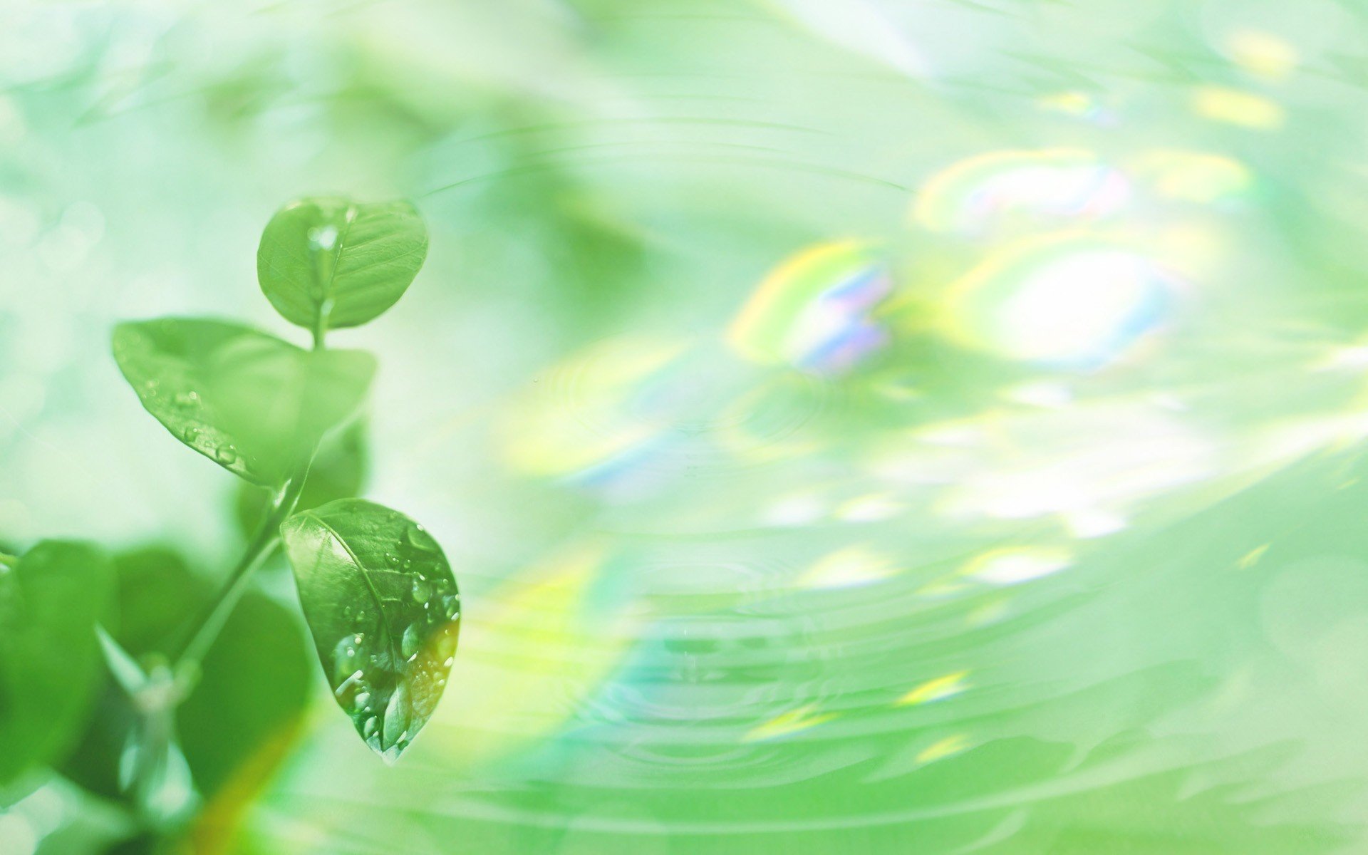 小清新,护眼壁纸,绿色,儿童桌面专用