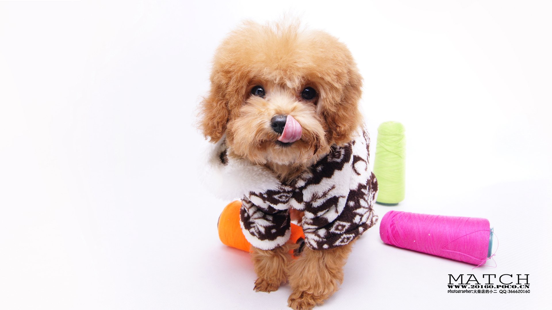 MATCH,萌宠,汪星人,狗,卖萌,古灵精怪,可爱,火柴摄影,火柴宠摄,儿童桌面专用