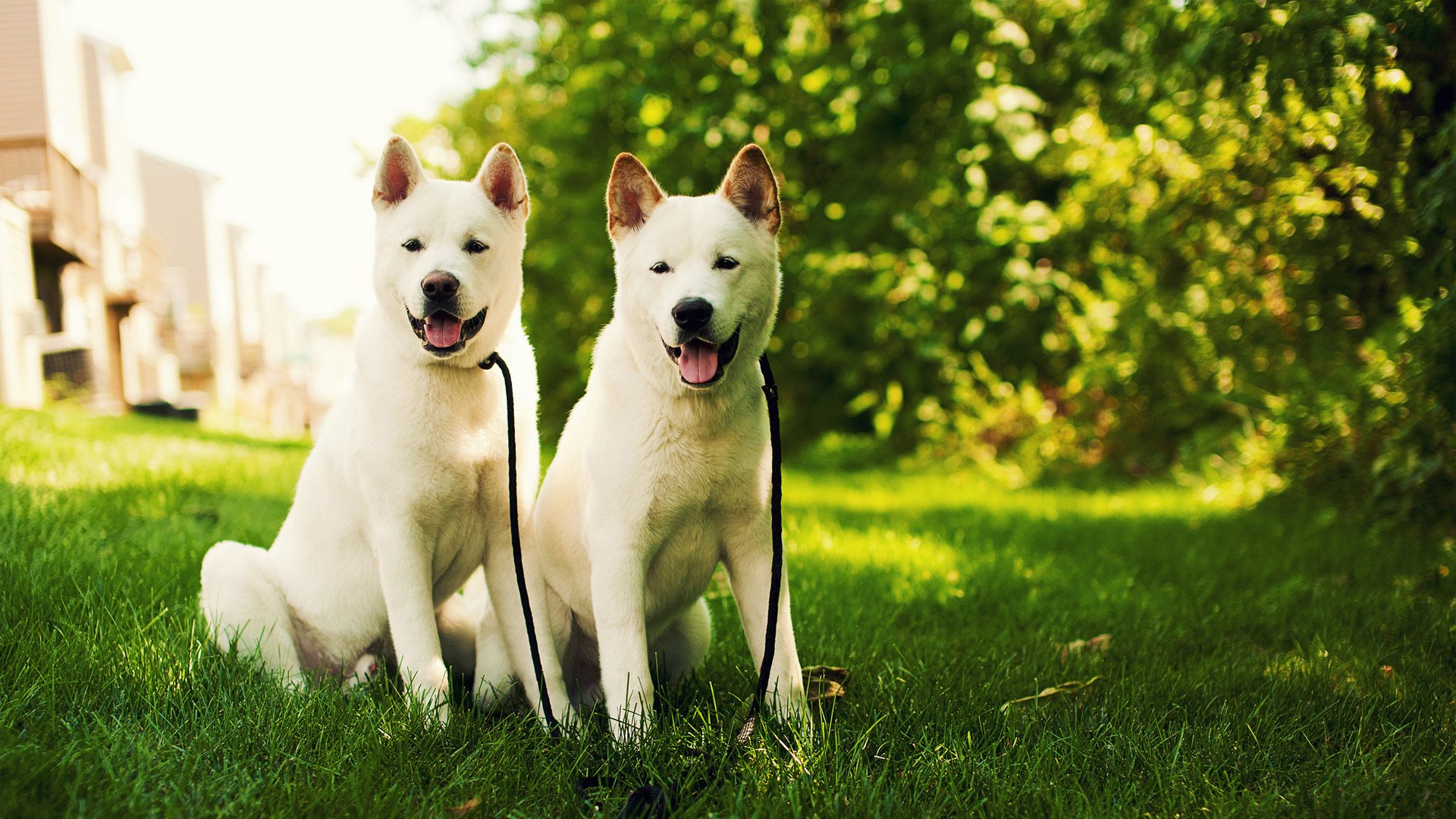 萌宠,汪星人,狗,卖萌,可爱,儿童桌面专用