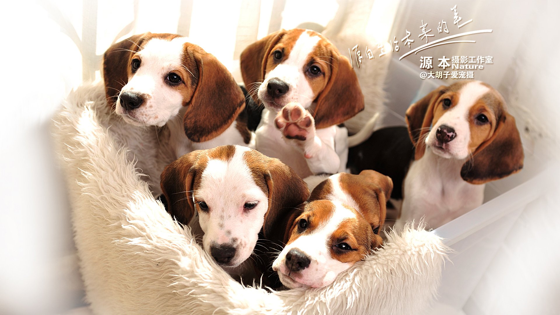 萌宠,汪星人,可爱,狗,源本摄影,古灵精怪,儿童桌面专用