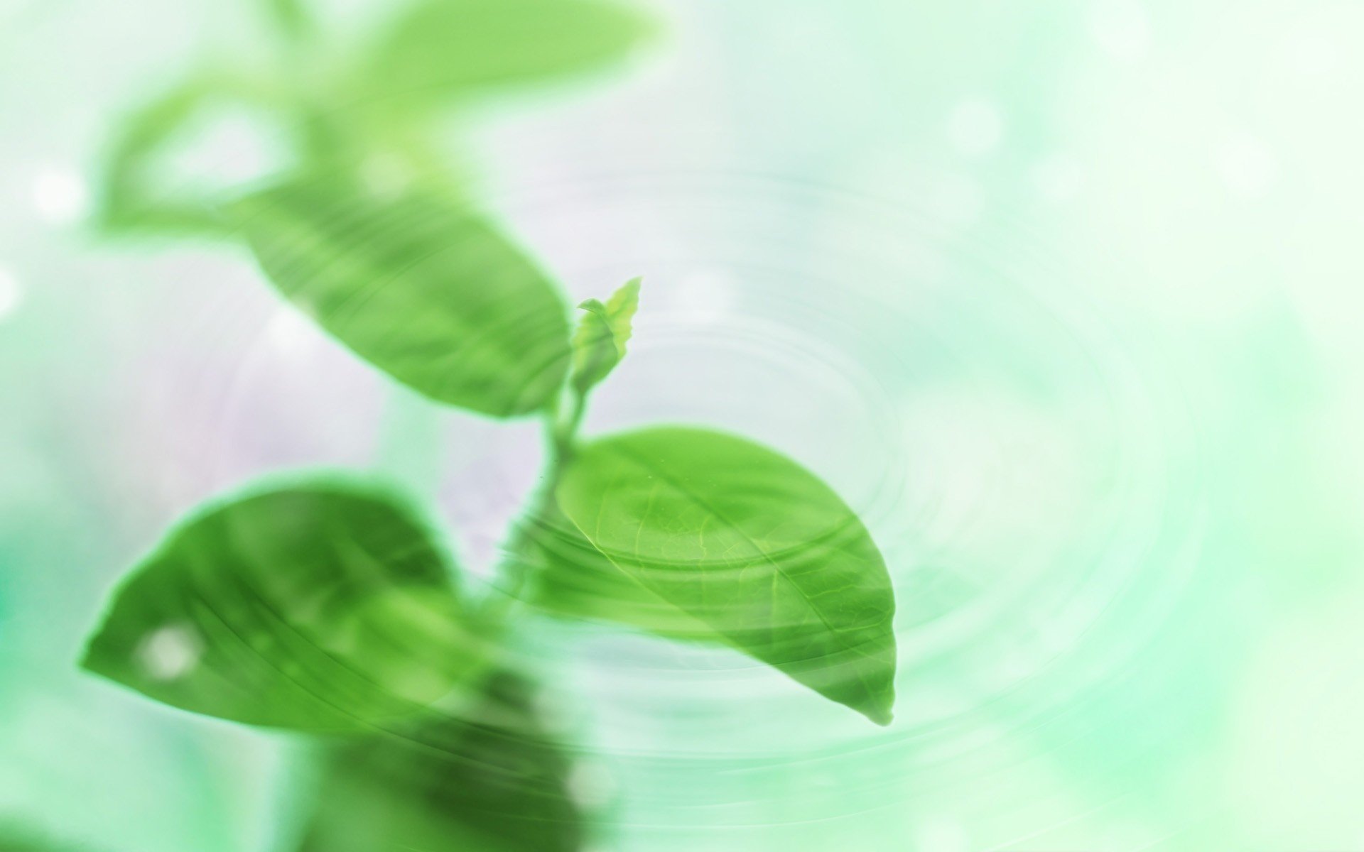 小清新,护眼壁纸,绿色,儿童桌面专用