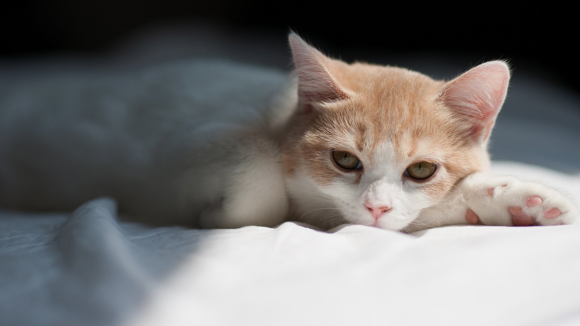 萌宠,喵星人,可爱,猫,古灵精怪,儿童桌面专用