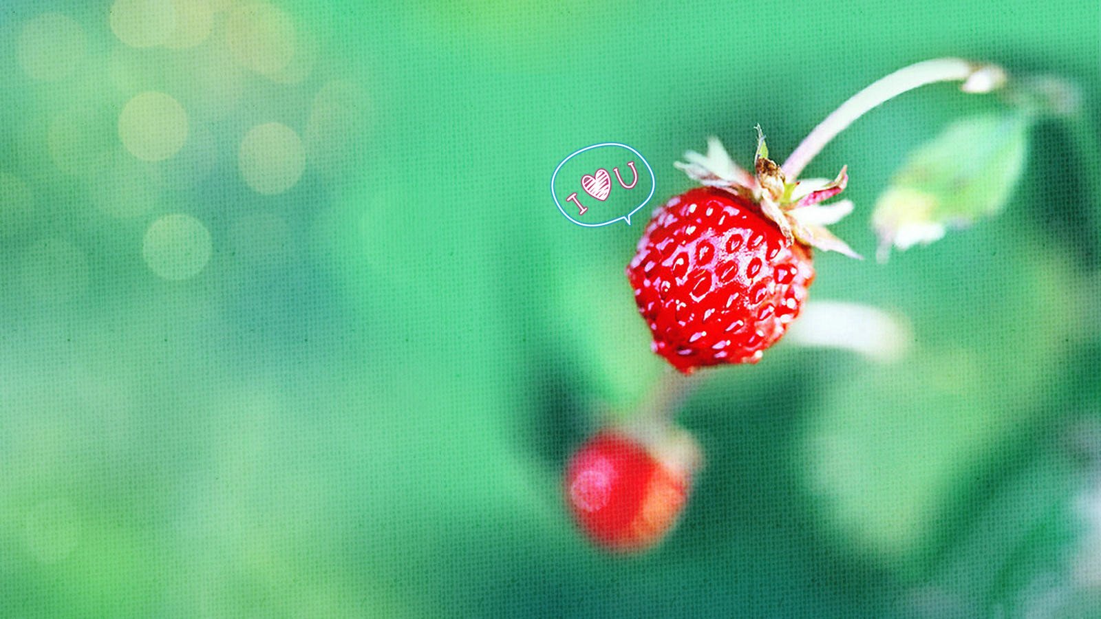 爱情美图,唯美温馨,草莓,爱你