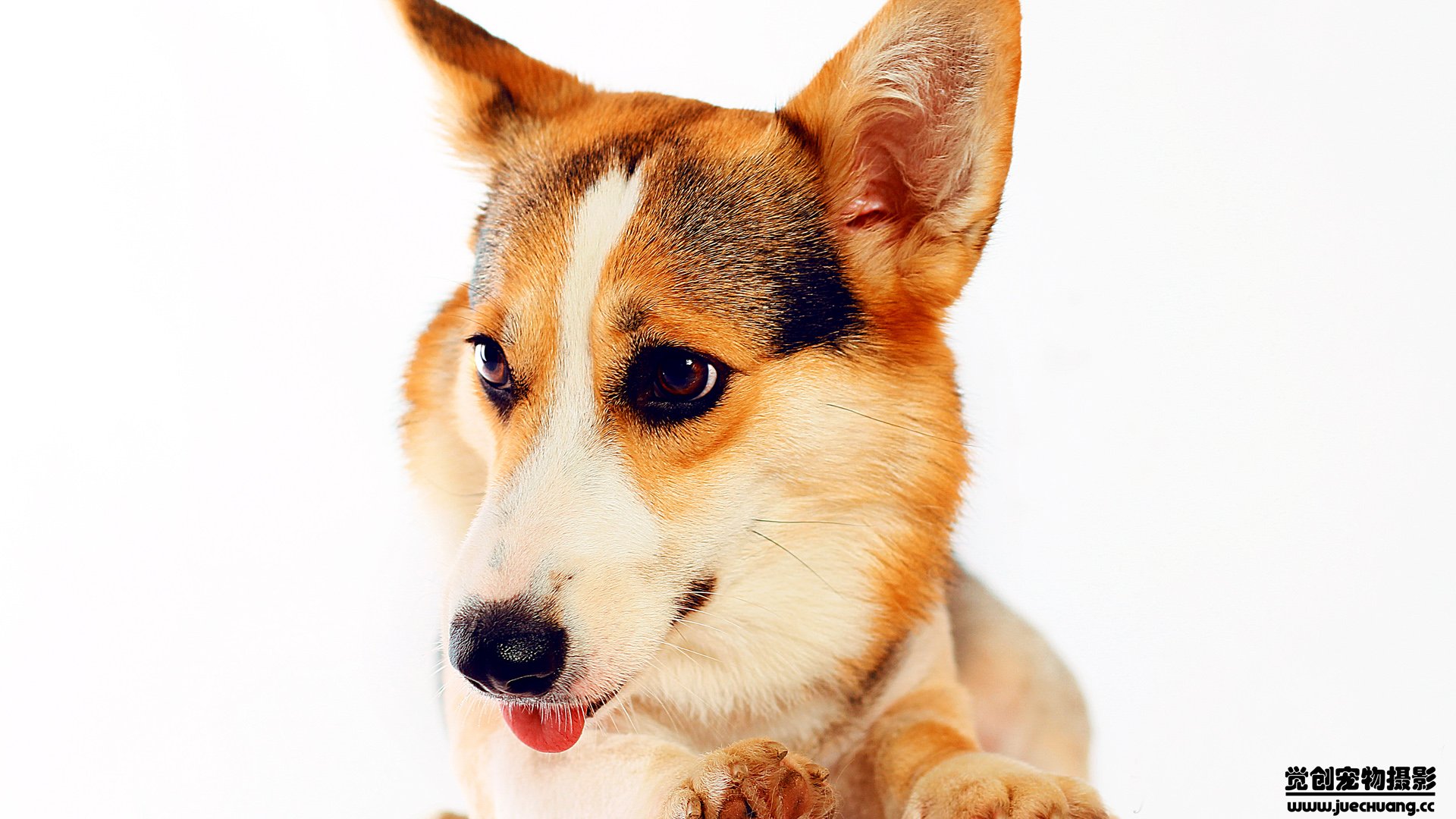 萌宠,汪星人,狗,卖萌,古灵精怪,觉创摄影,宠物,儿童桌面专用