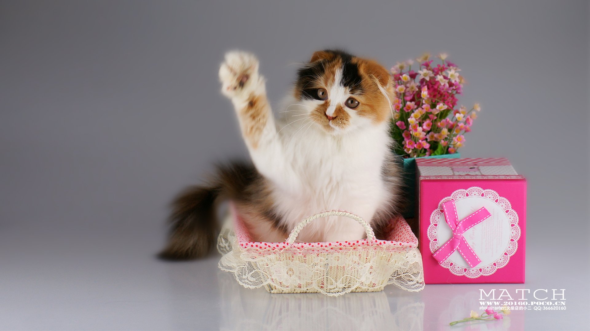 MATCH,萌宠,喵星人,猫,可爱,卖萌,古灵精怪,火柴摄影,火柴宠摄,儿童桌面专用