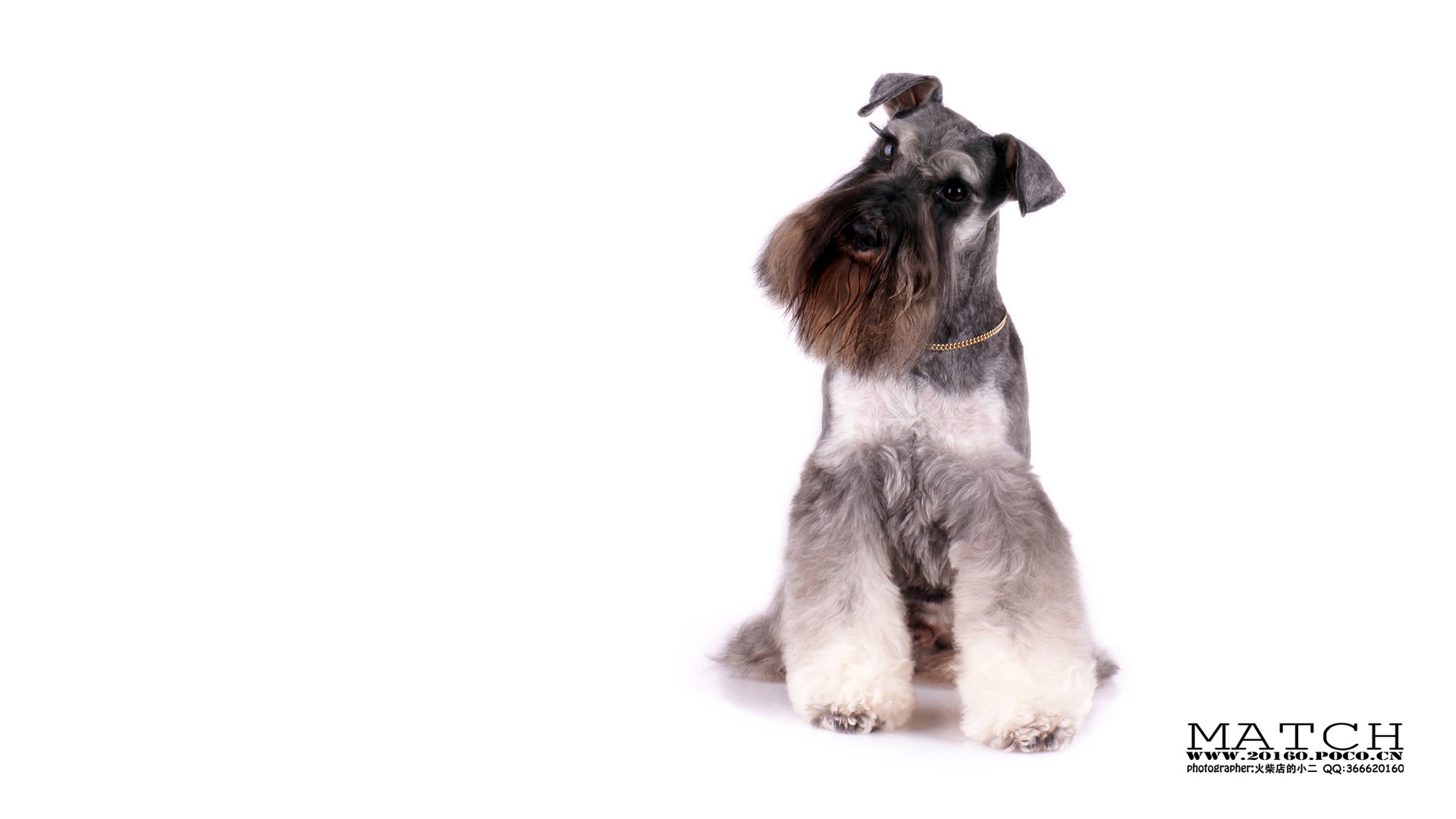 MATCH,萌宠,汪星人,狗,卖萌,古灵精怪,可爱,火柴摄影,火柴宠摄,儿童桌面专用