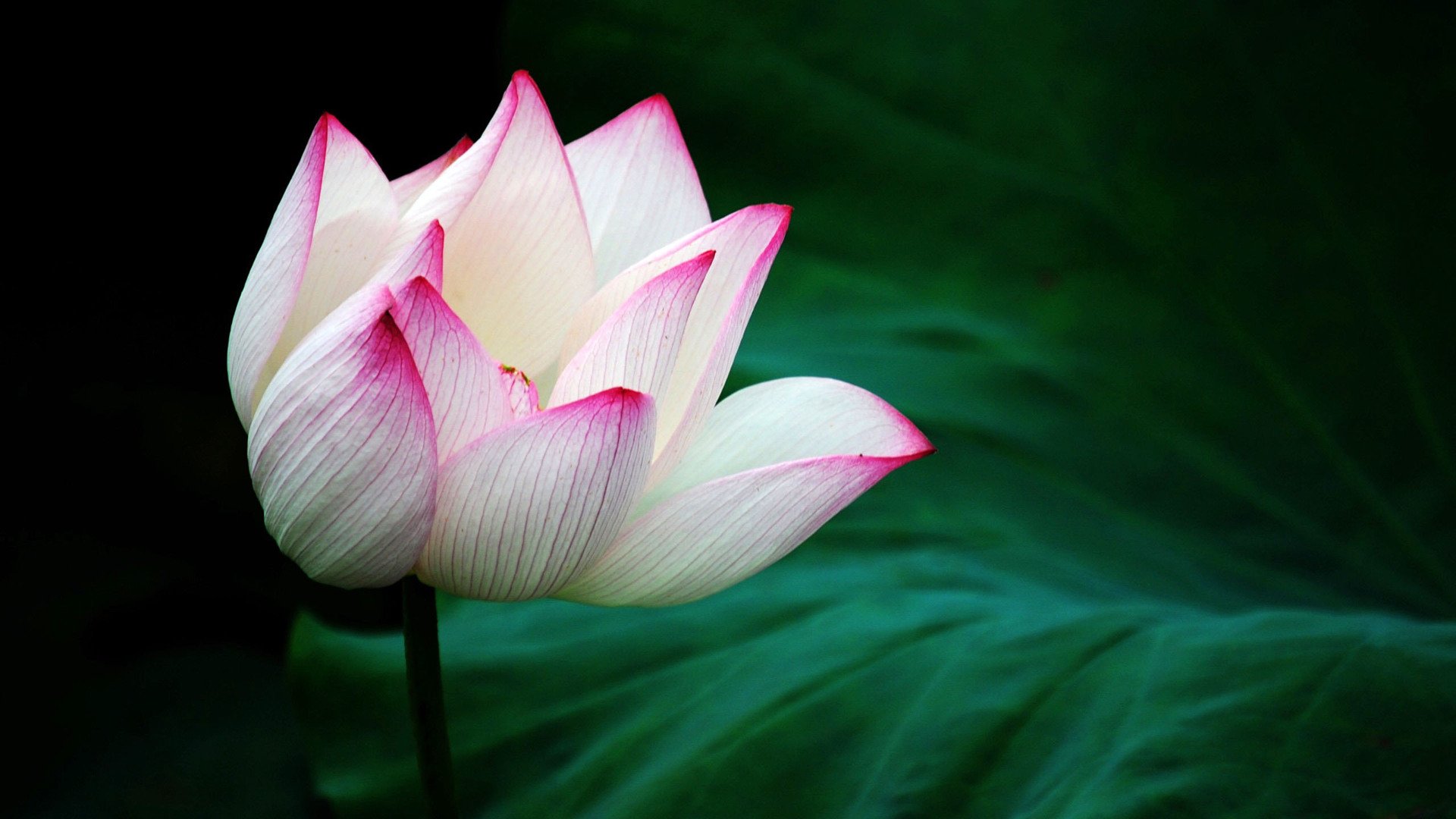 小清新,娇艳欲滴,荷花,儿童桌面专用