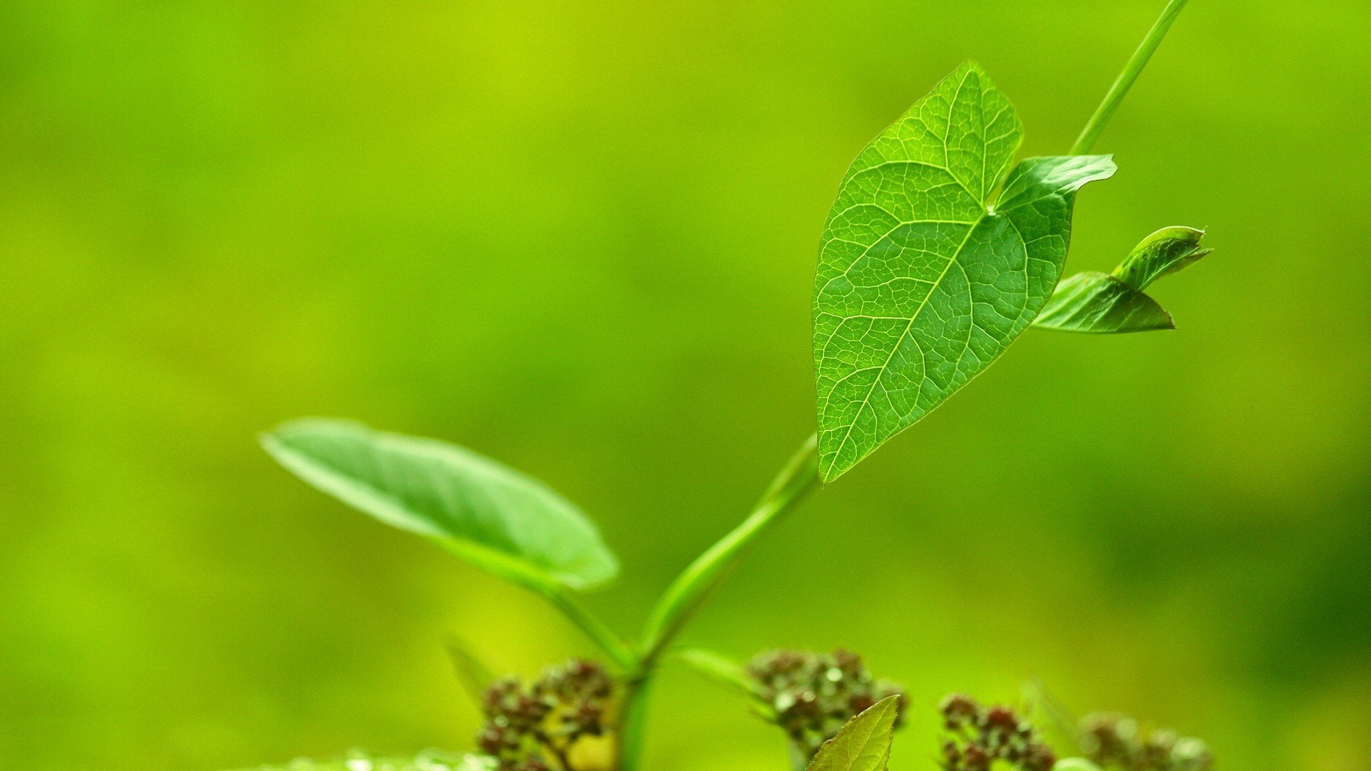 小清新,护眼壁纸,绿色,3月1日,儿童桌面专用