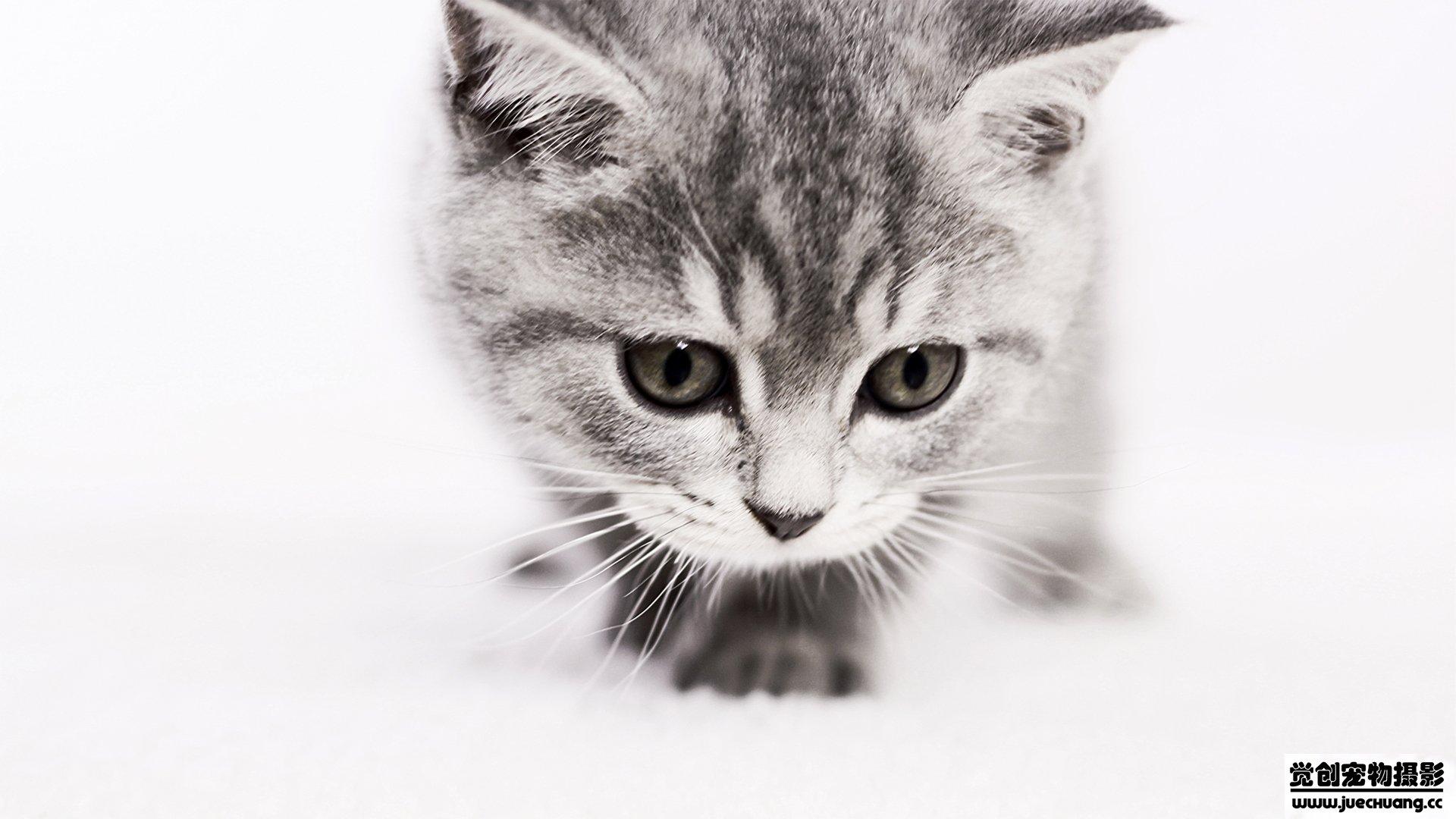 萌宠,喵星人,猫,卖萌,古灵精怪,觉创摄影,宠物,儿童桌面专用