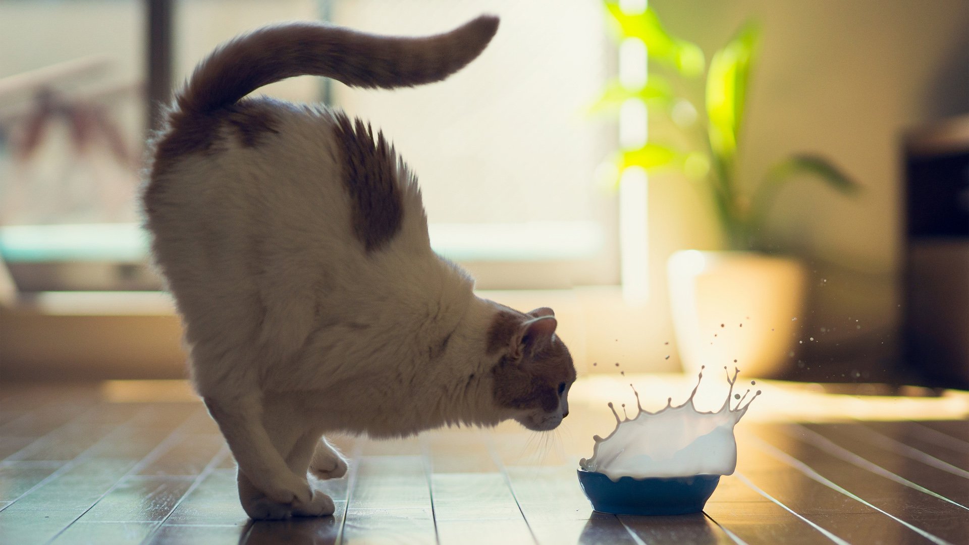 萌宠,猫,喵星人,可爱,卖萌,宠物,儿童桌面专用