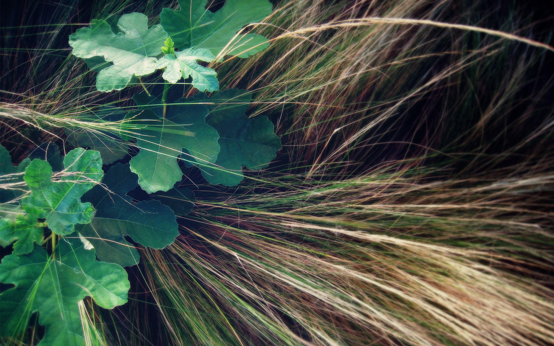 小清新,舒缓压力,绿色,3月6日,儿童桌面专用