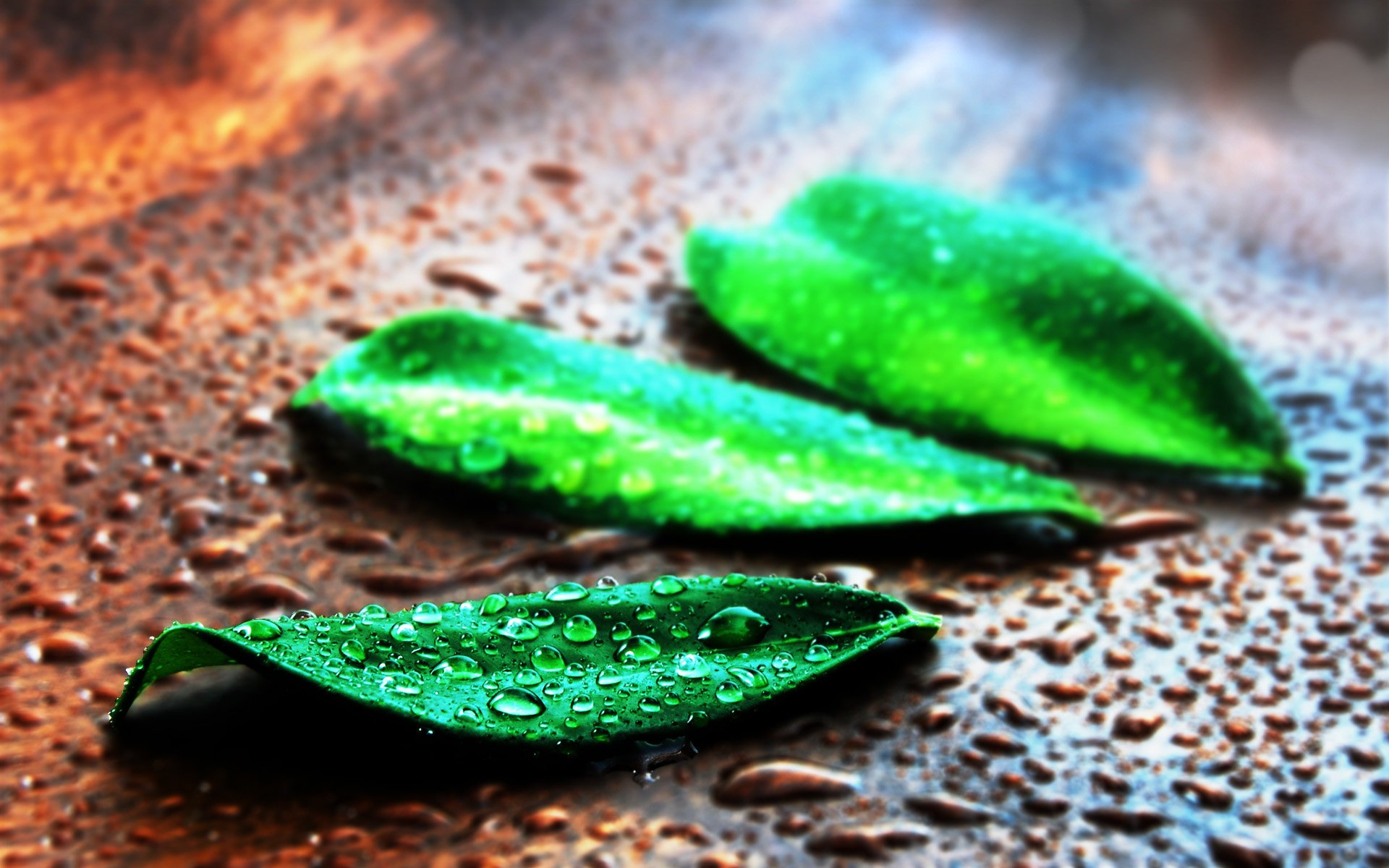 小清新,静物写真,树叶,儿童桌面专用