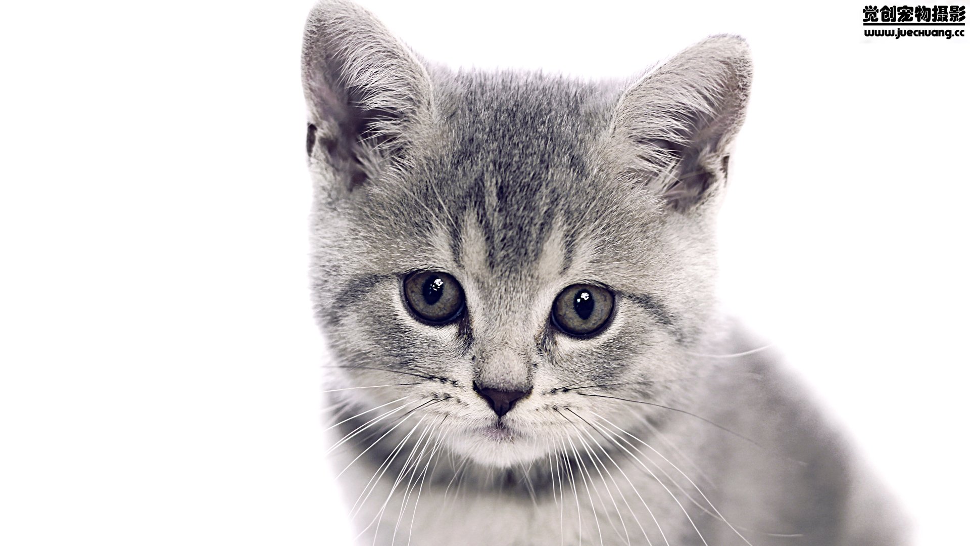 萌宠,喵星人,猫,卖萌,古灵精怪,觉创摄影,宠物,儿童桌面专用